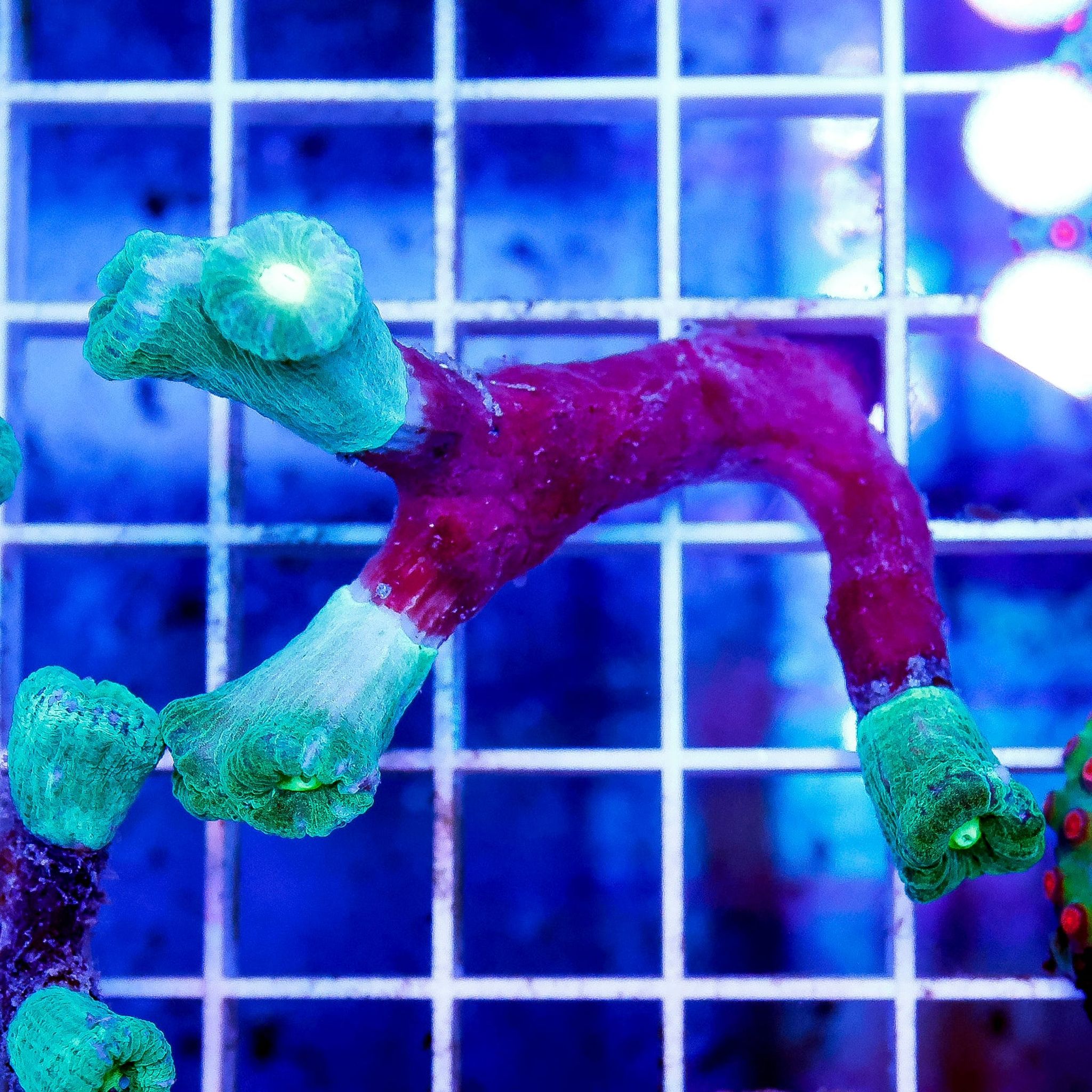 Candy Cane Coral 1.5" WYSIWYG