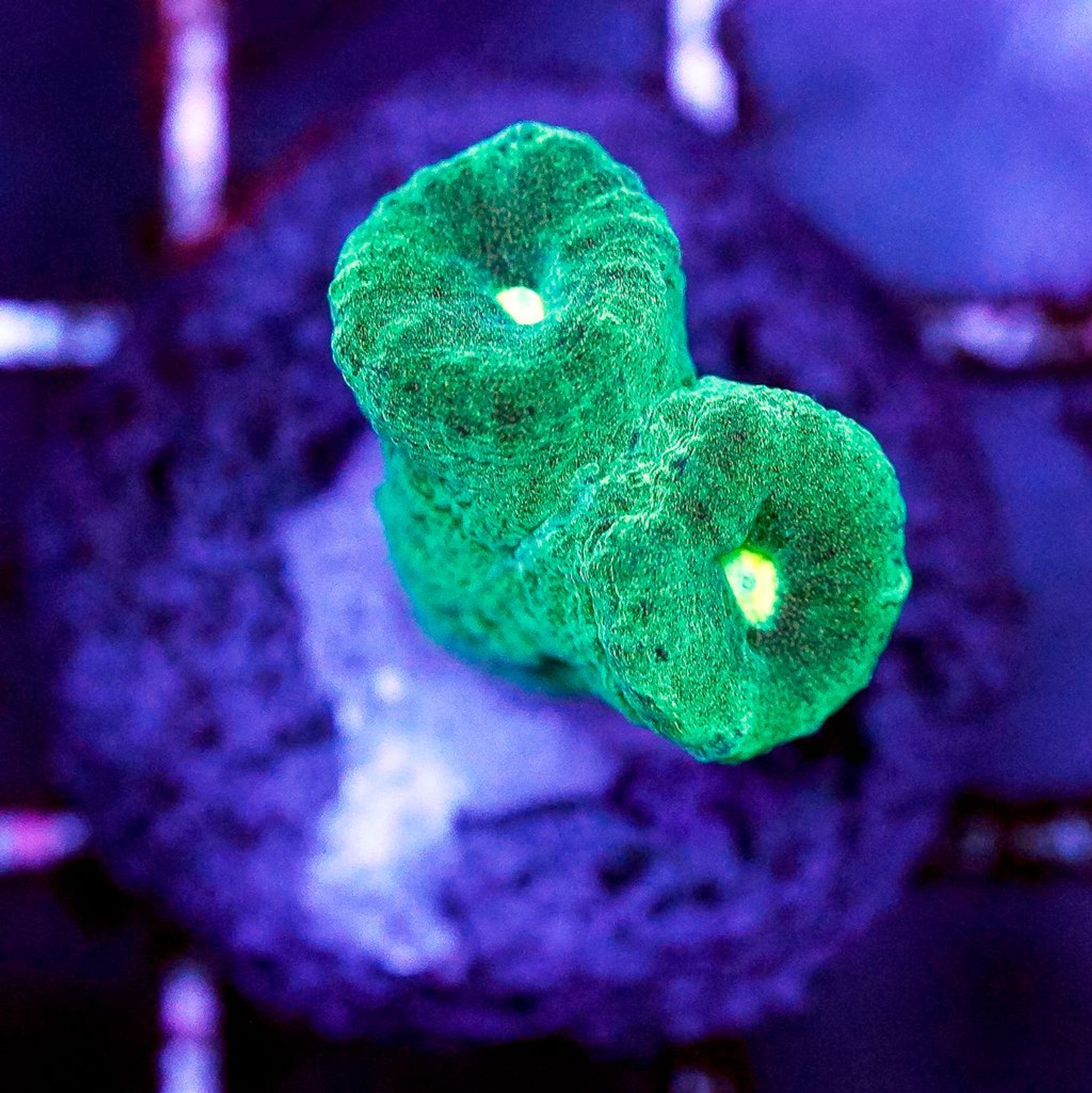 Best Placement for Candy Cane Coral: PAR, Flow and Space Requirements