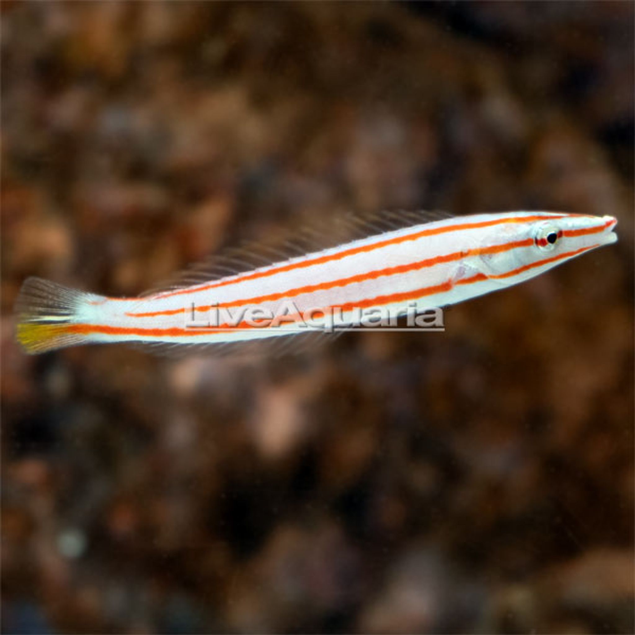 Candy Cane Wrasse (Hologymnosus rhodonotus)