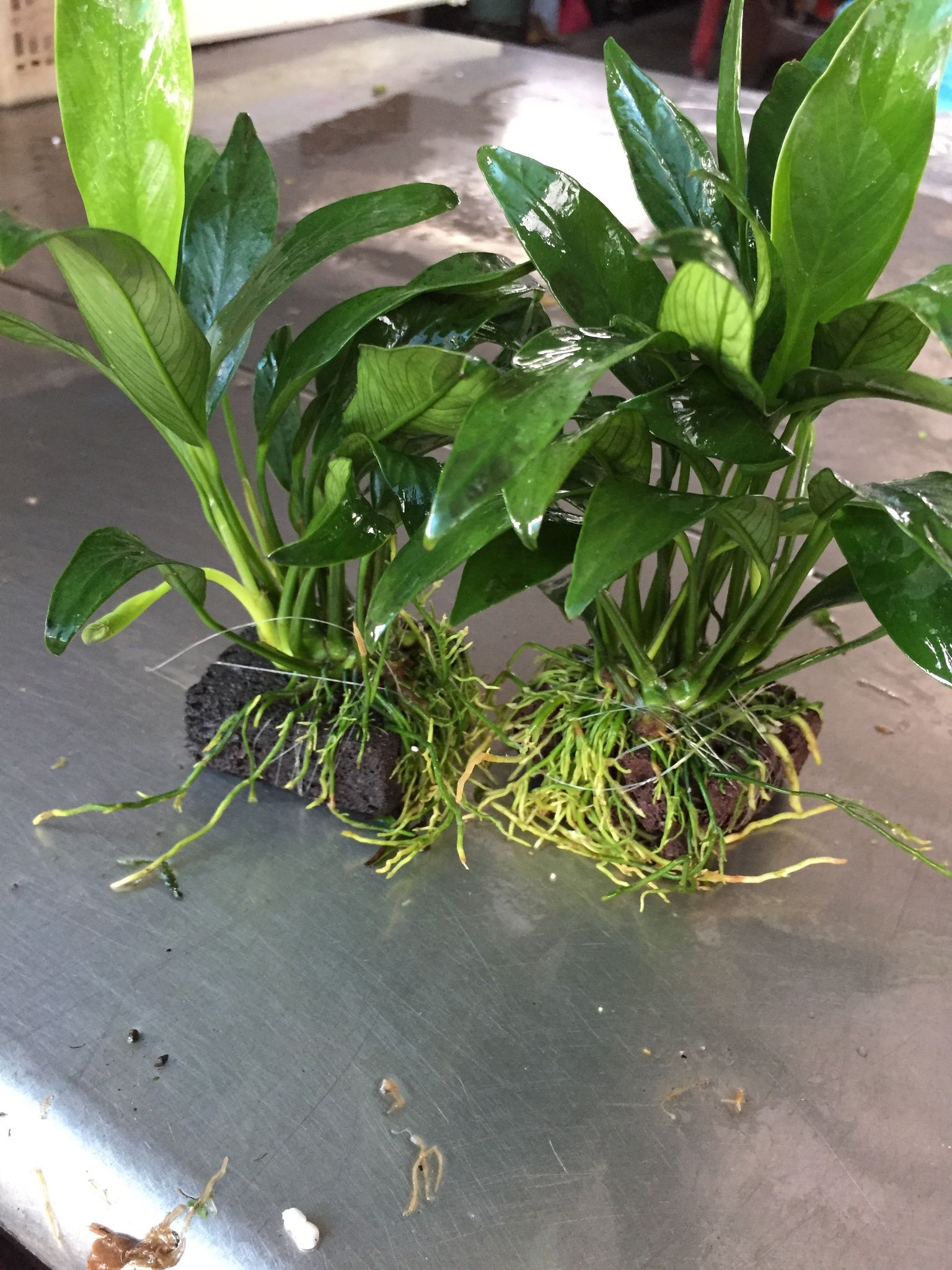 Anubias Angustifolia