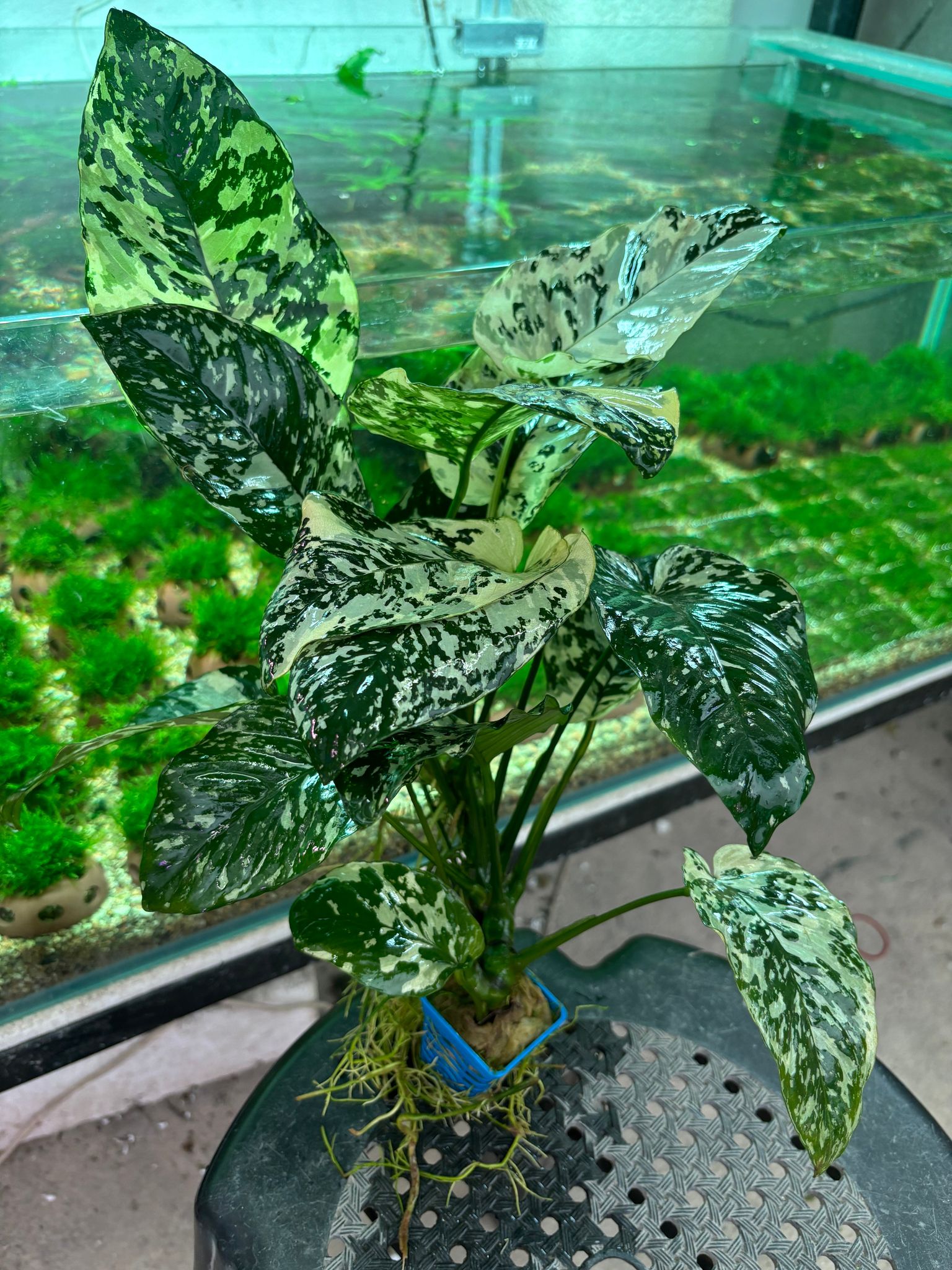 Anubias Variegated King