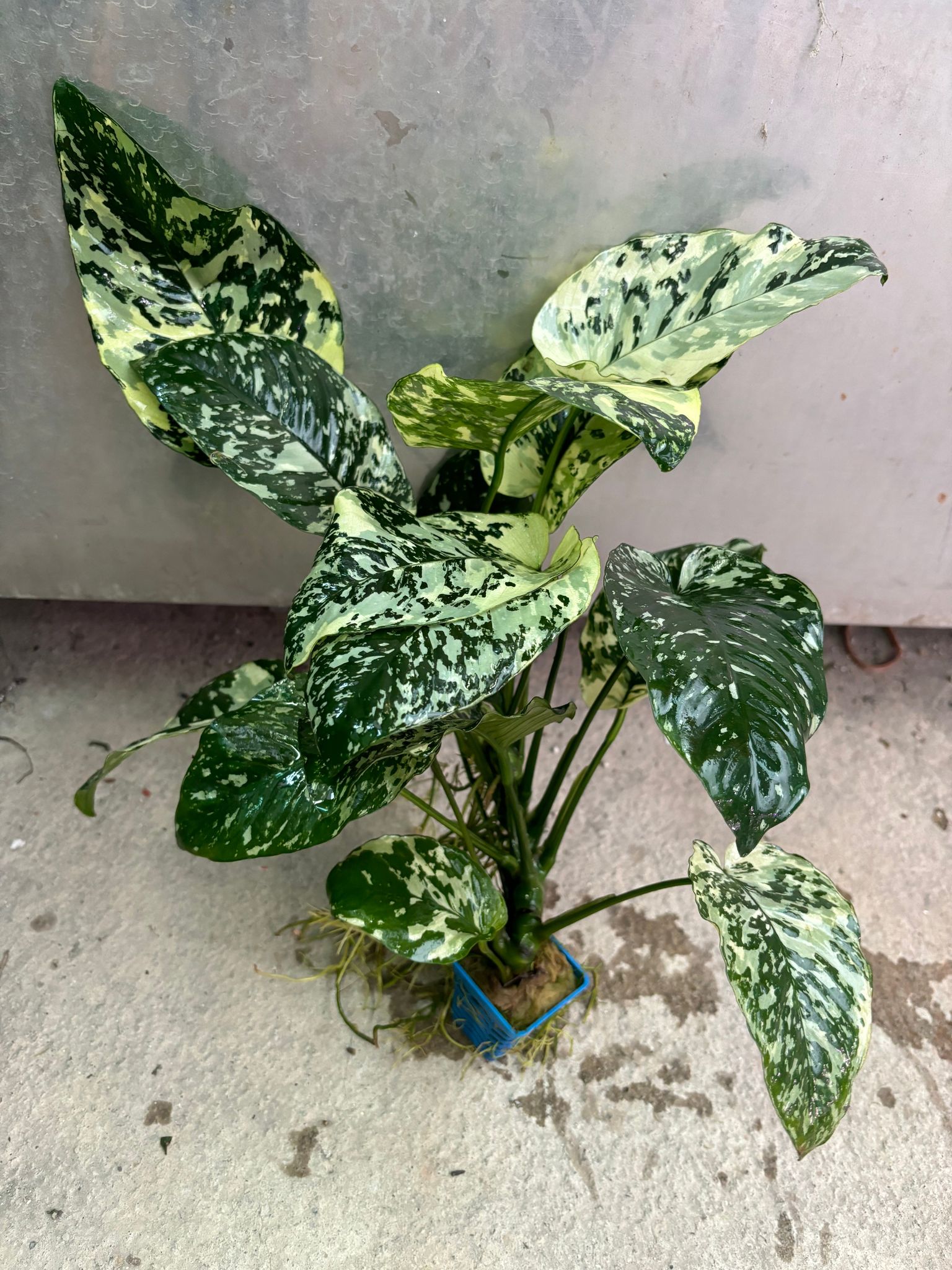 Anubias Variegated King