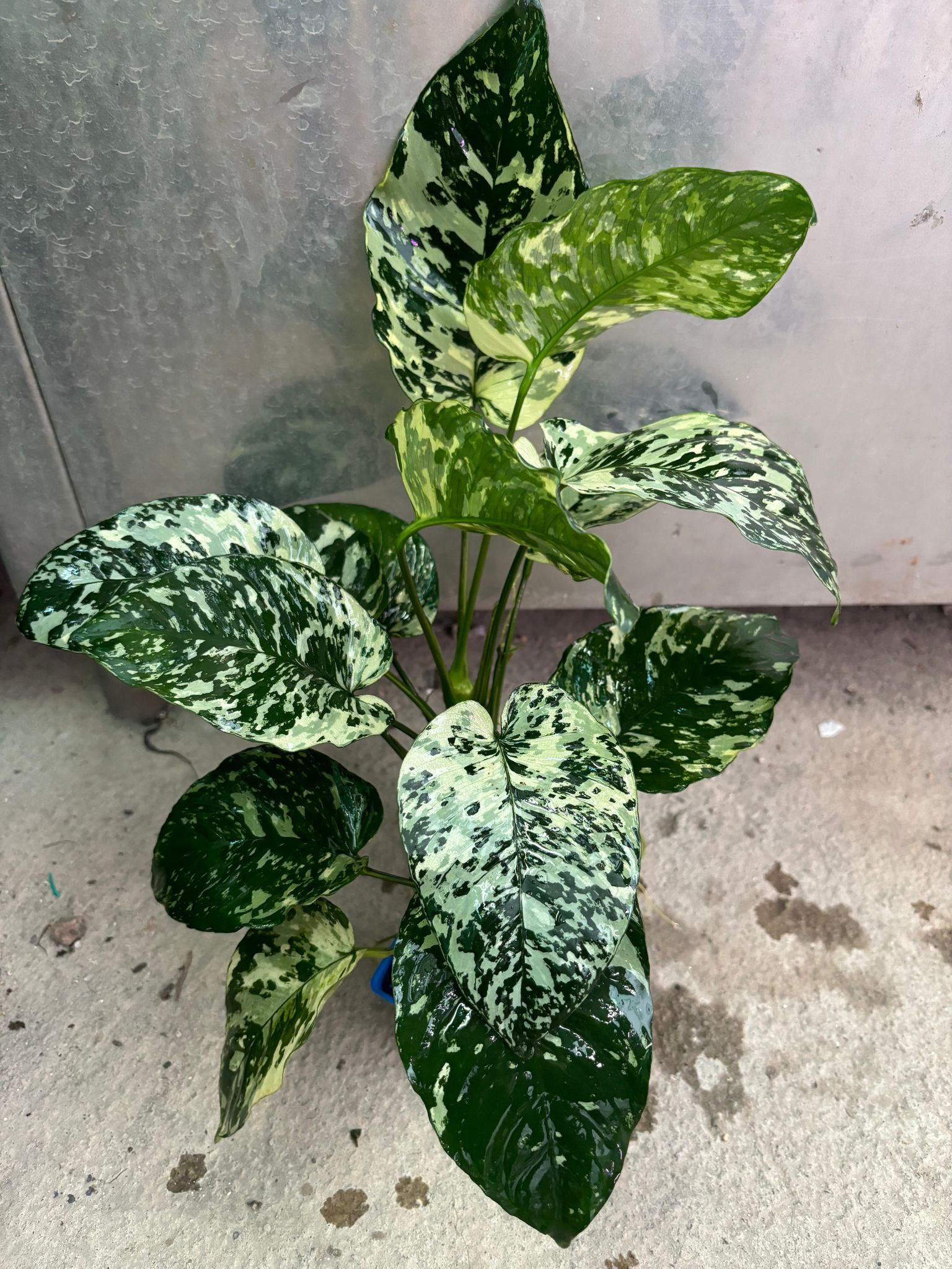 Anubias Variegated King