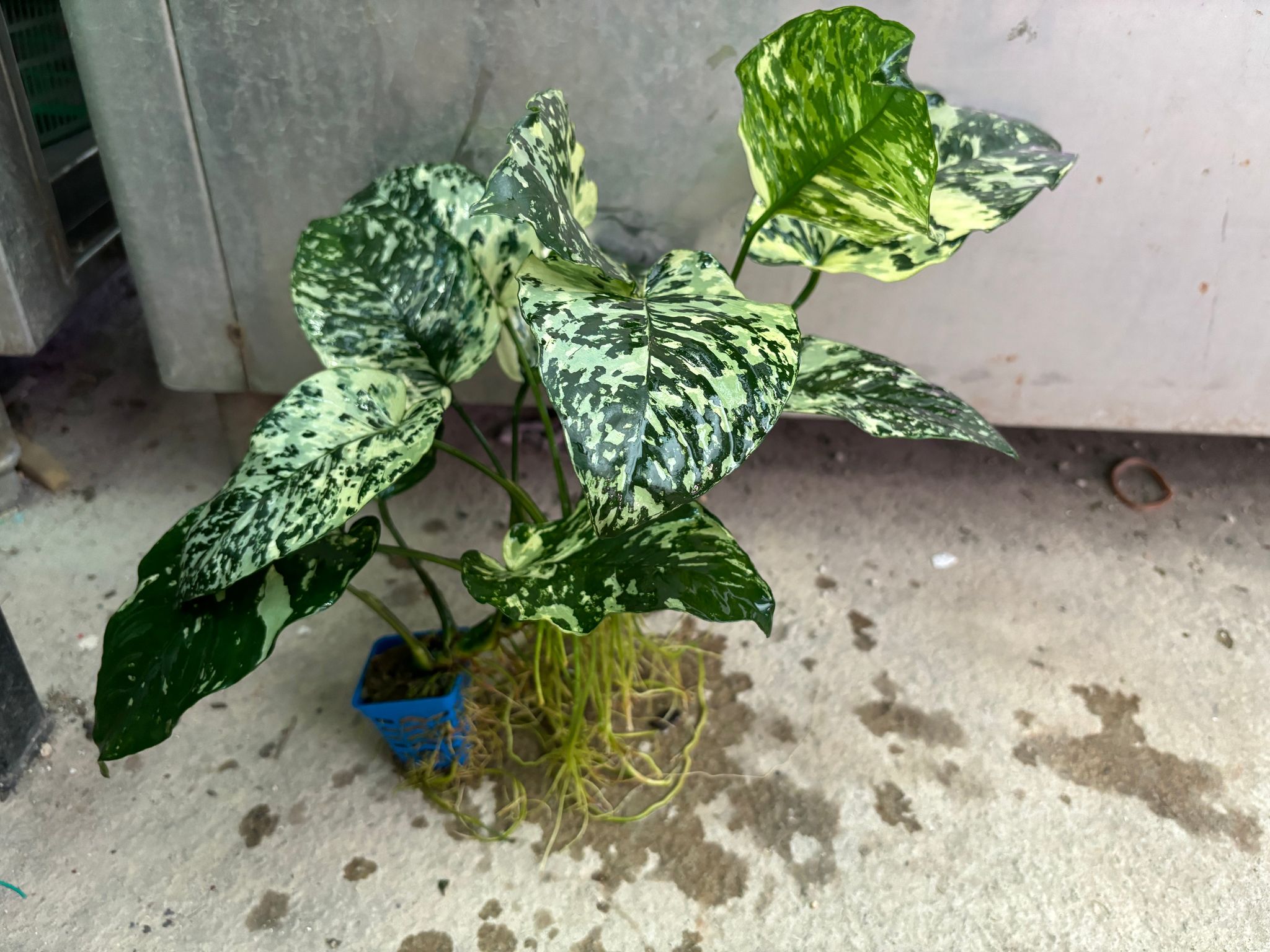 Anubias Variegated King