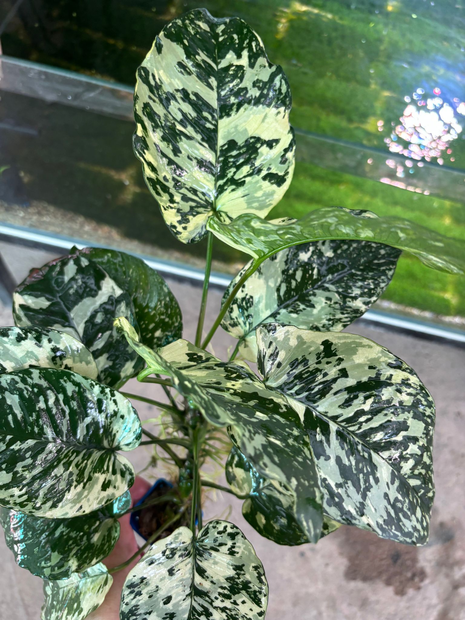 Anubias Variegated King