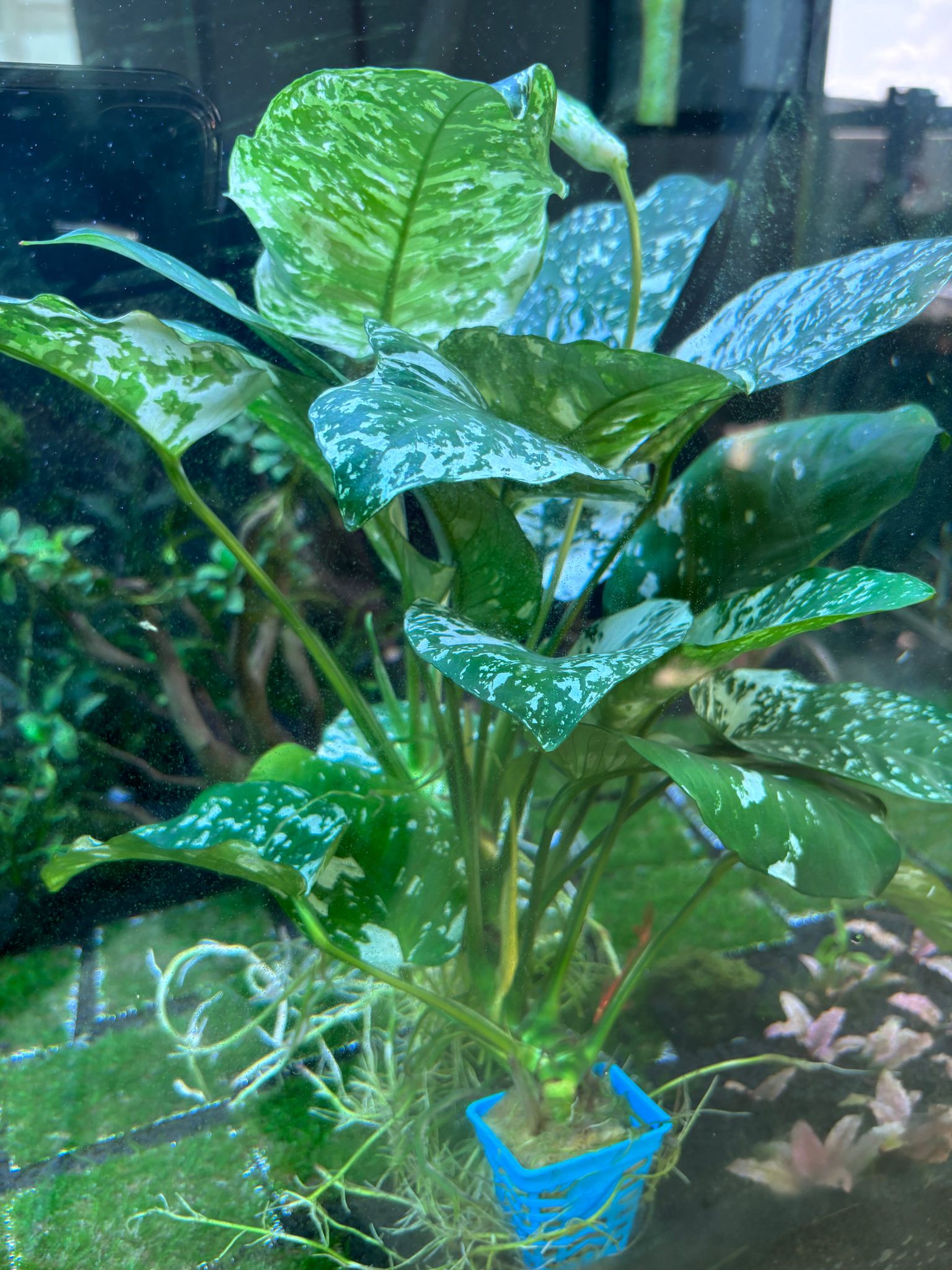 Anubias Variegated King