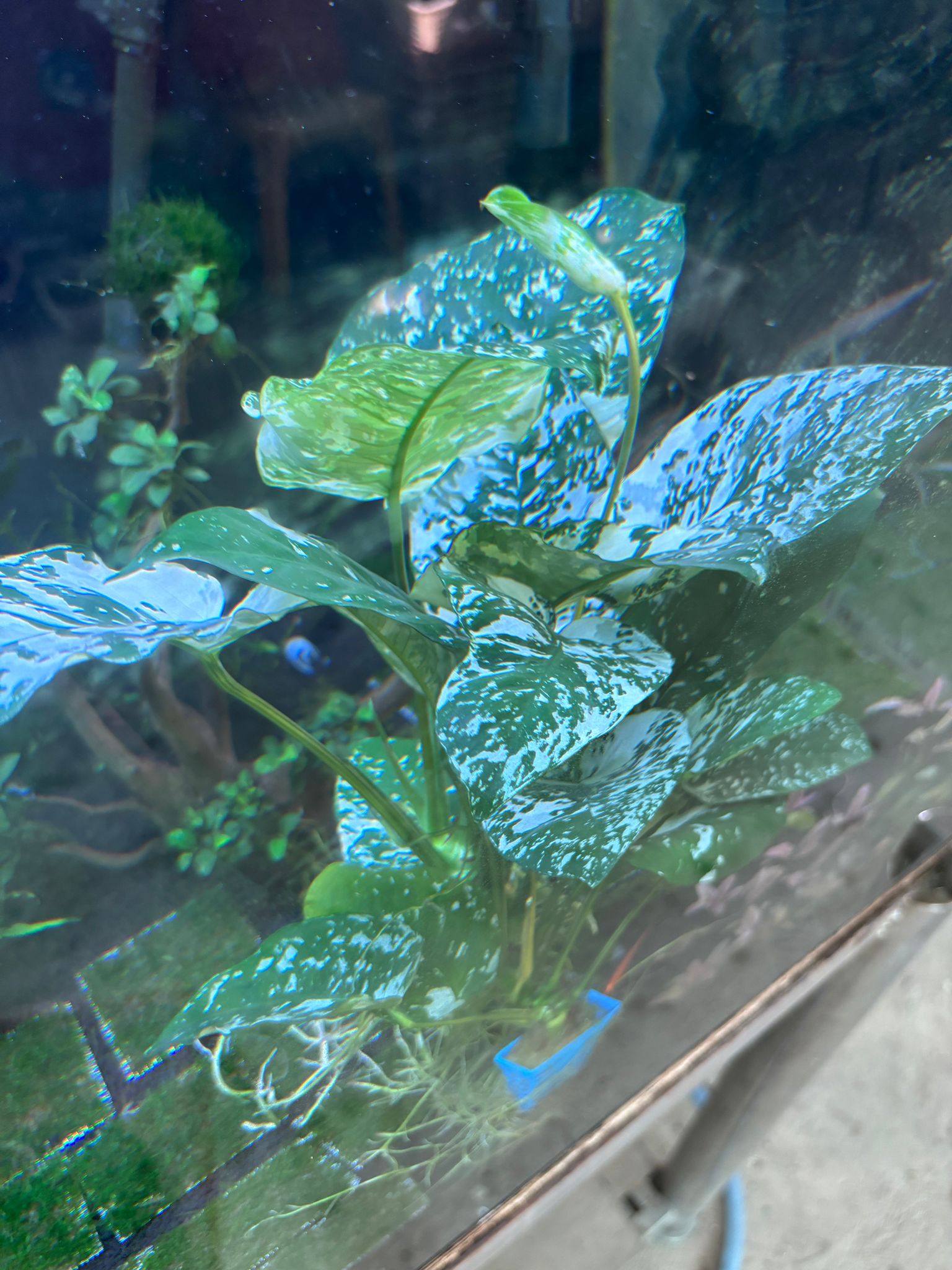 Anubias Variegated King