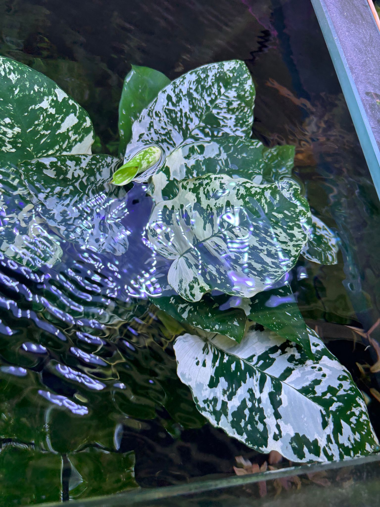 Anubias Variegated King