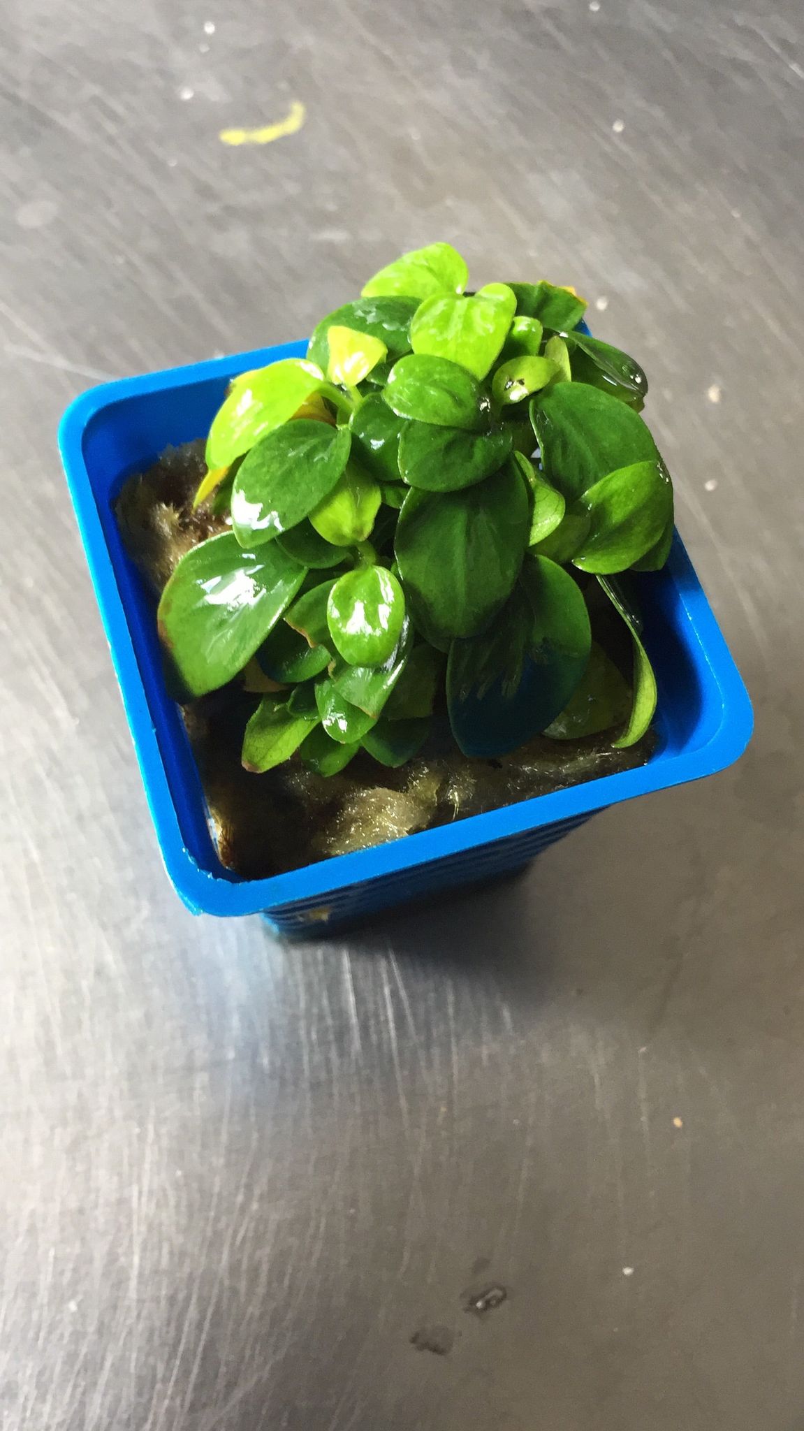 Anubias Mini Golden Nana