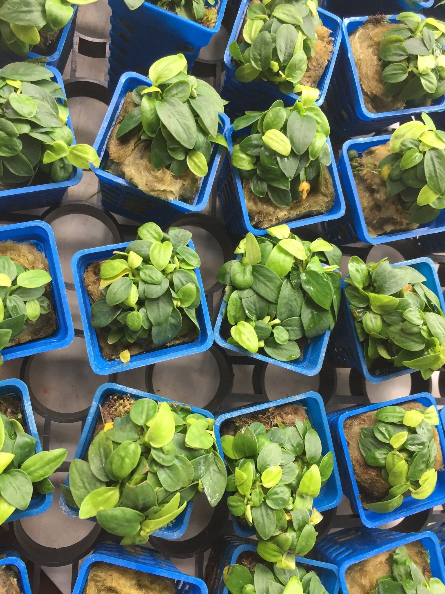 Anubias Mini Golden Nana