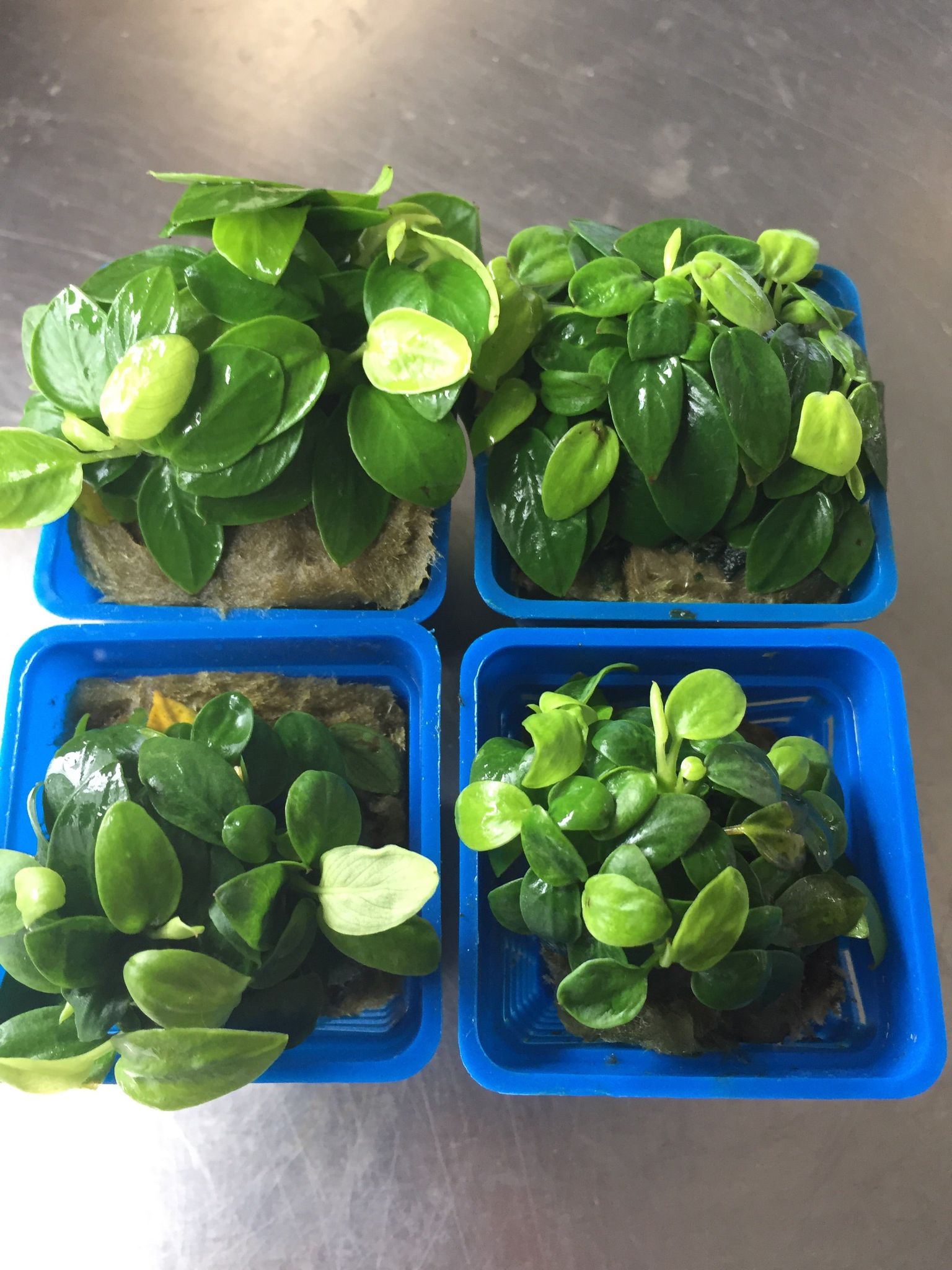Anubias Mini Golden Nana