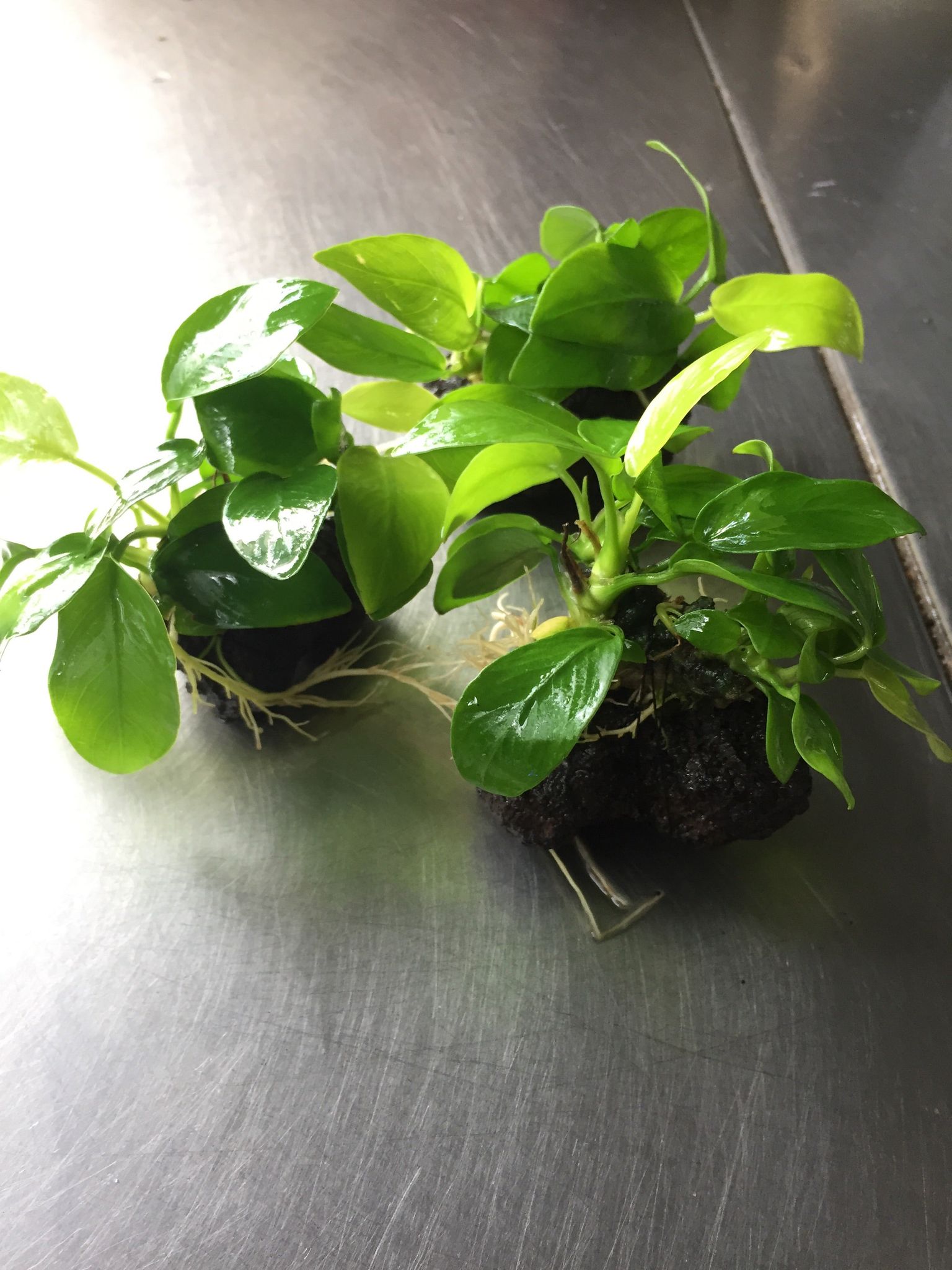 Anubias Nana Golden