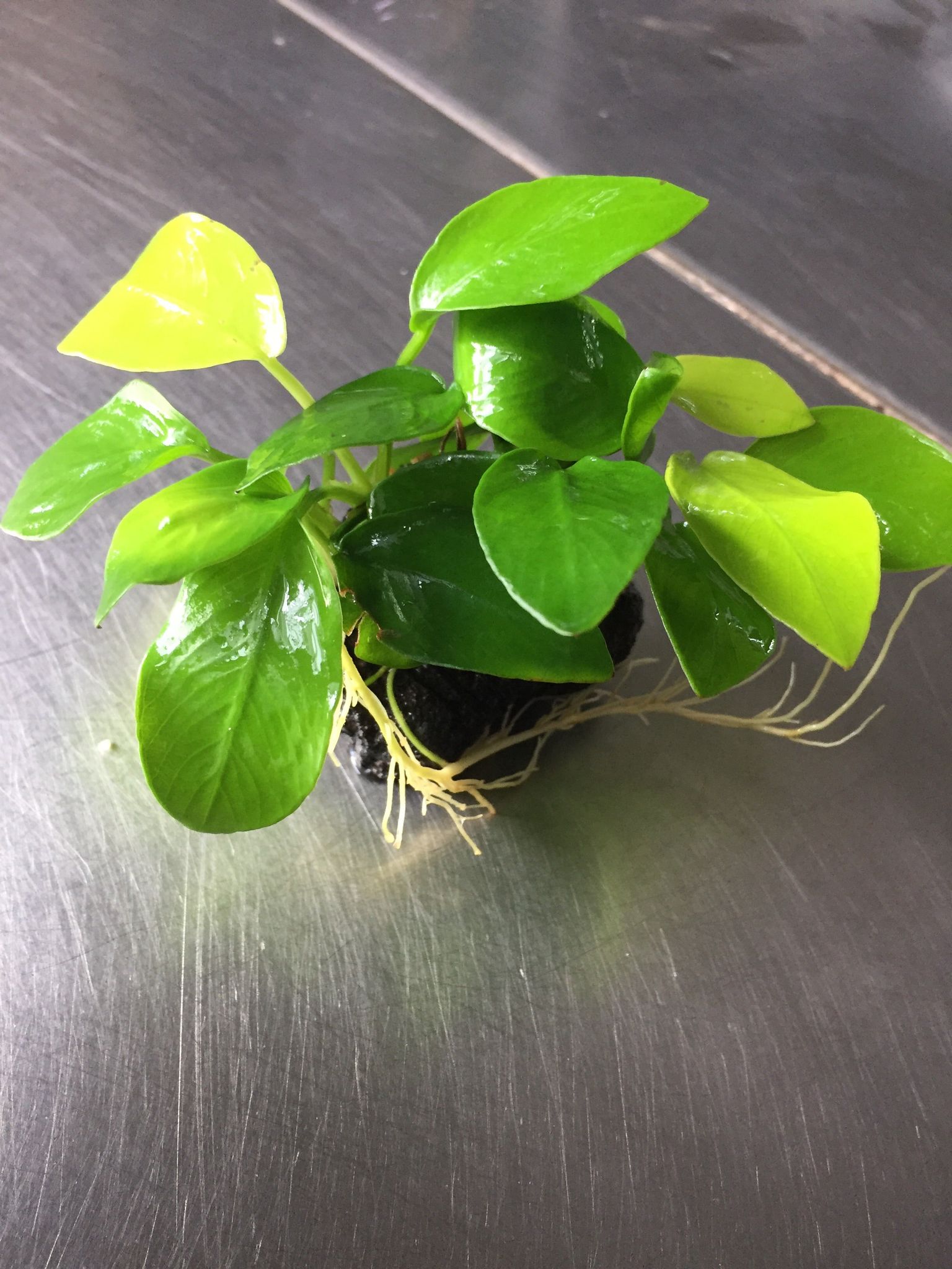 Anubias Nana Golden