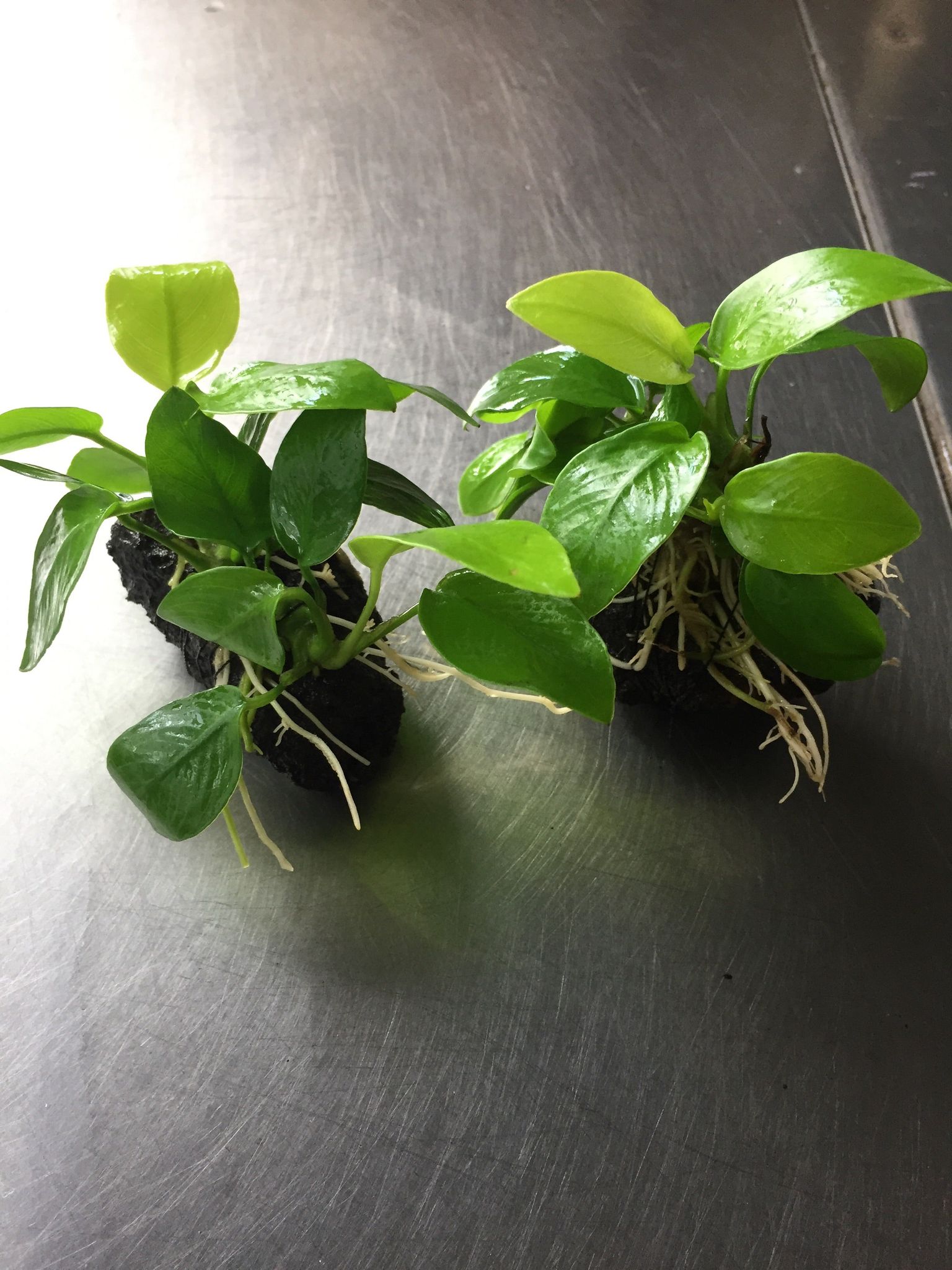 Anubias Nana Golden