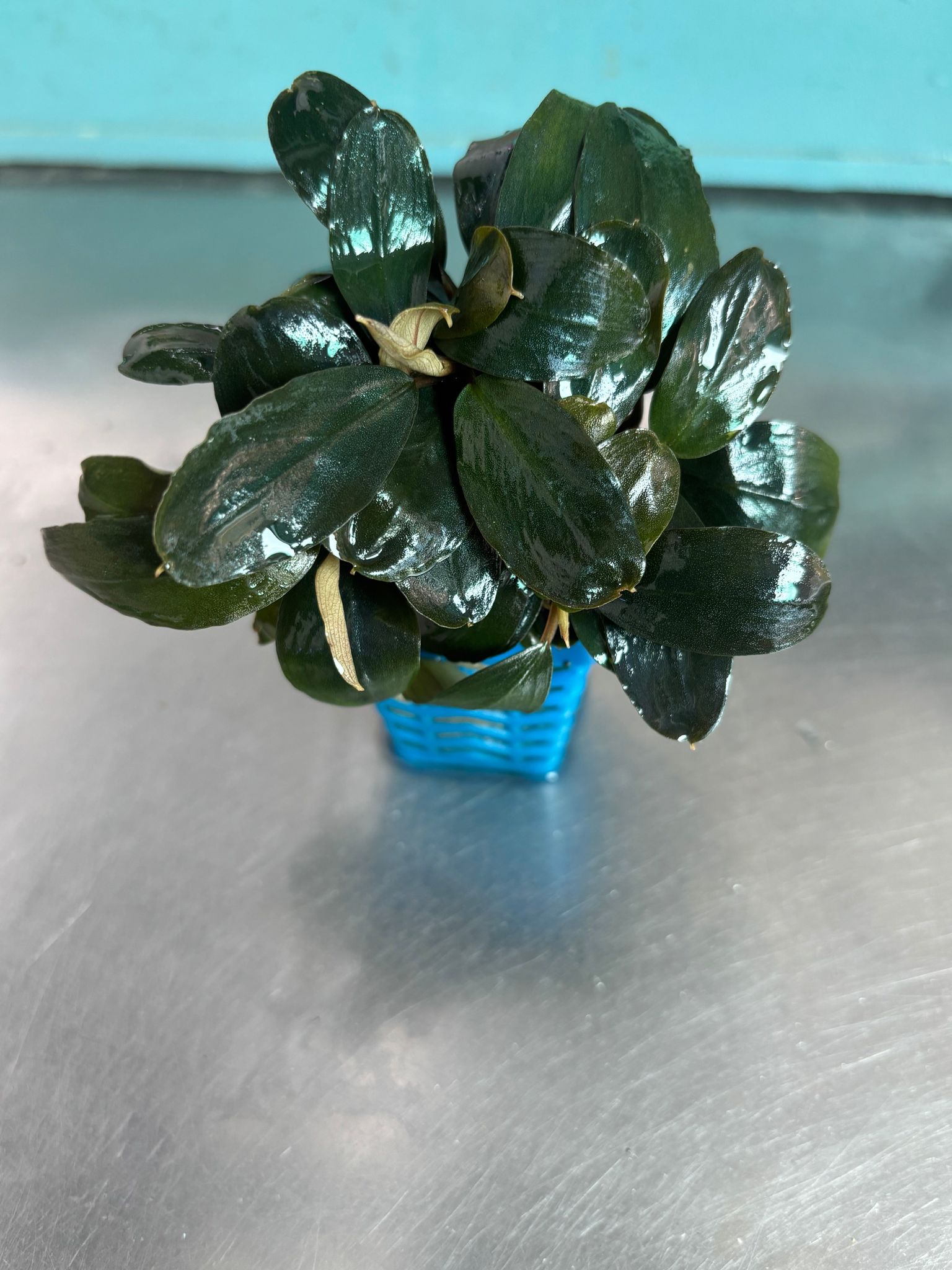 Bucephalandra sp. Lagoon