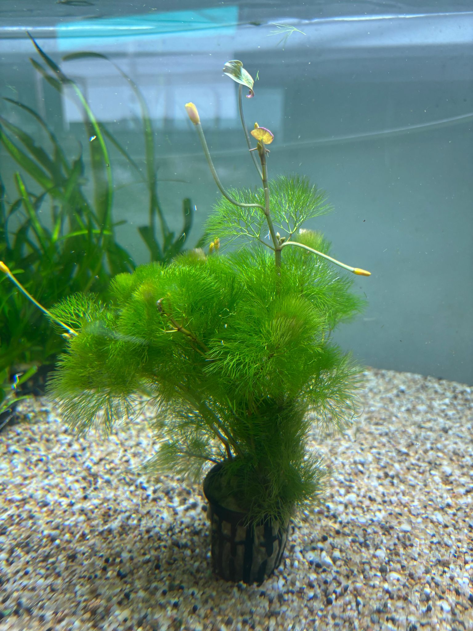 Cabomba Aquatica