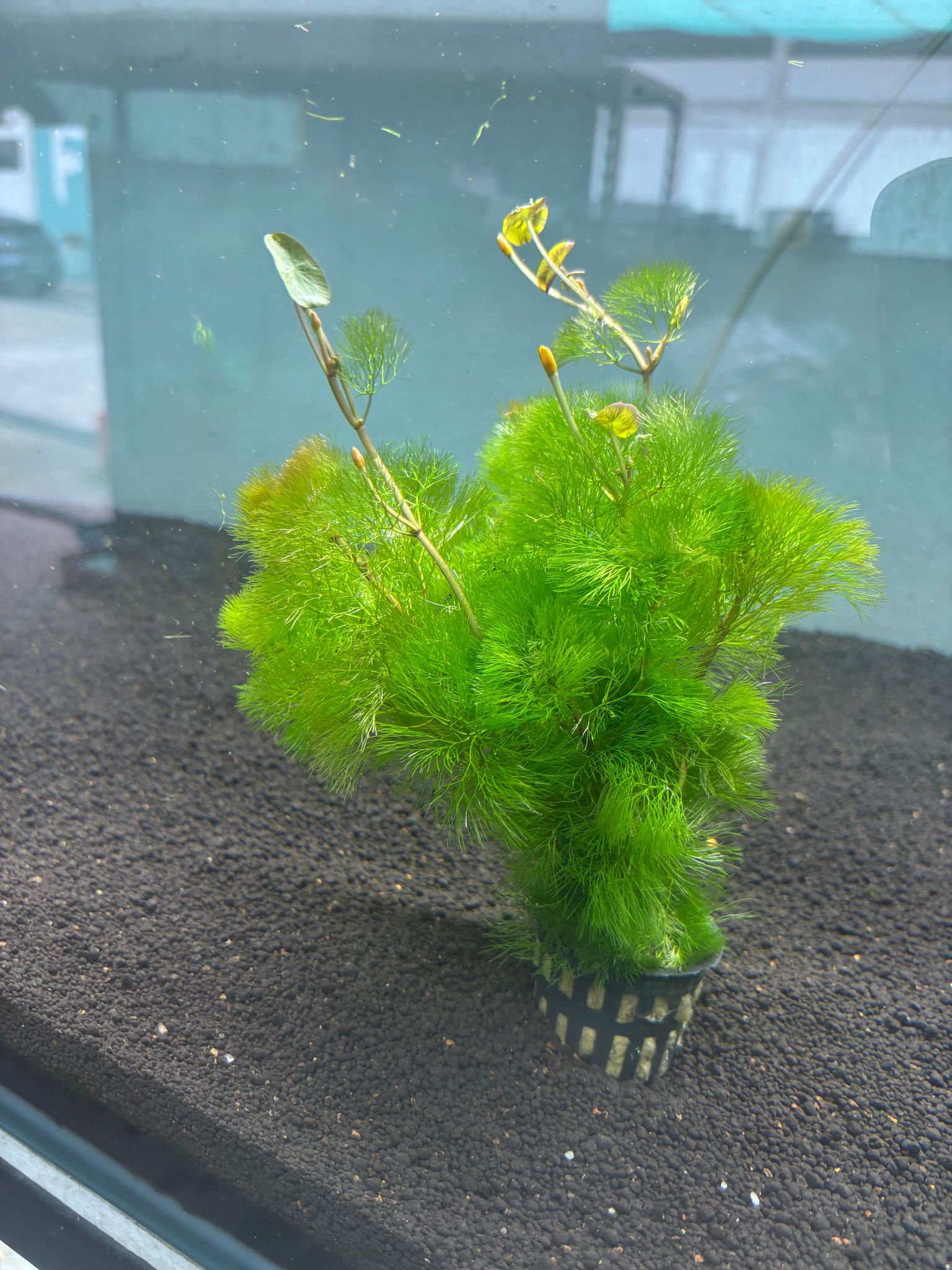 Cabomba Aquatica