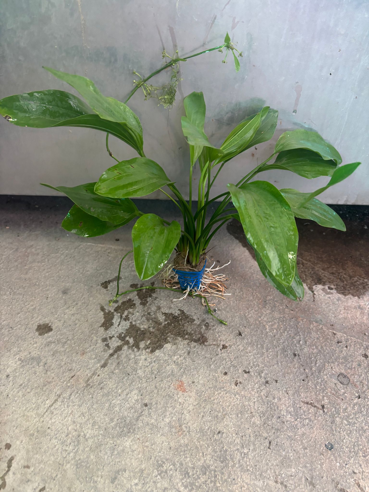 Echinodorus Grandiflorus (Large)