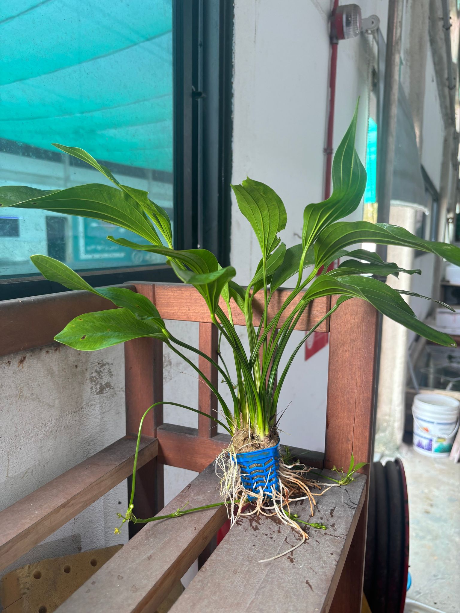 Echinodorus Grandiflorus (Large)
