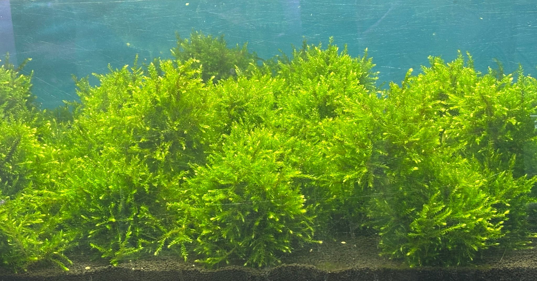 10 Aquarium Trends Growing Fast in Singapore in 2026