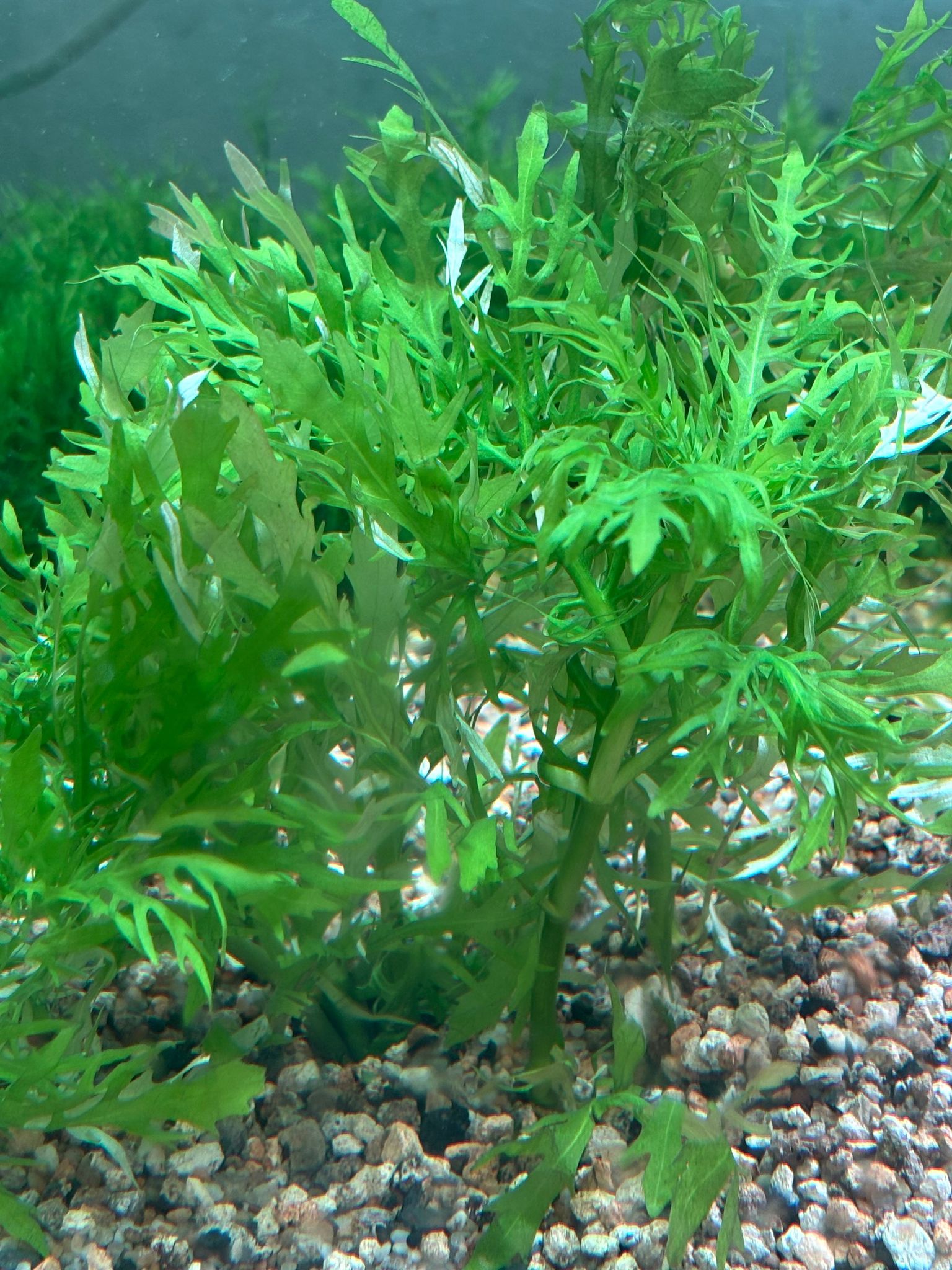Hygrophila Difformis