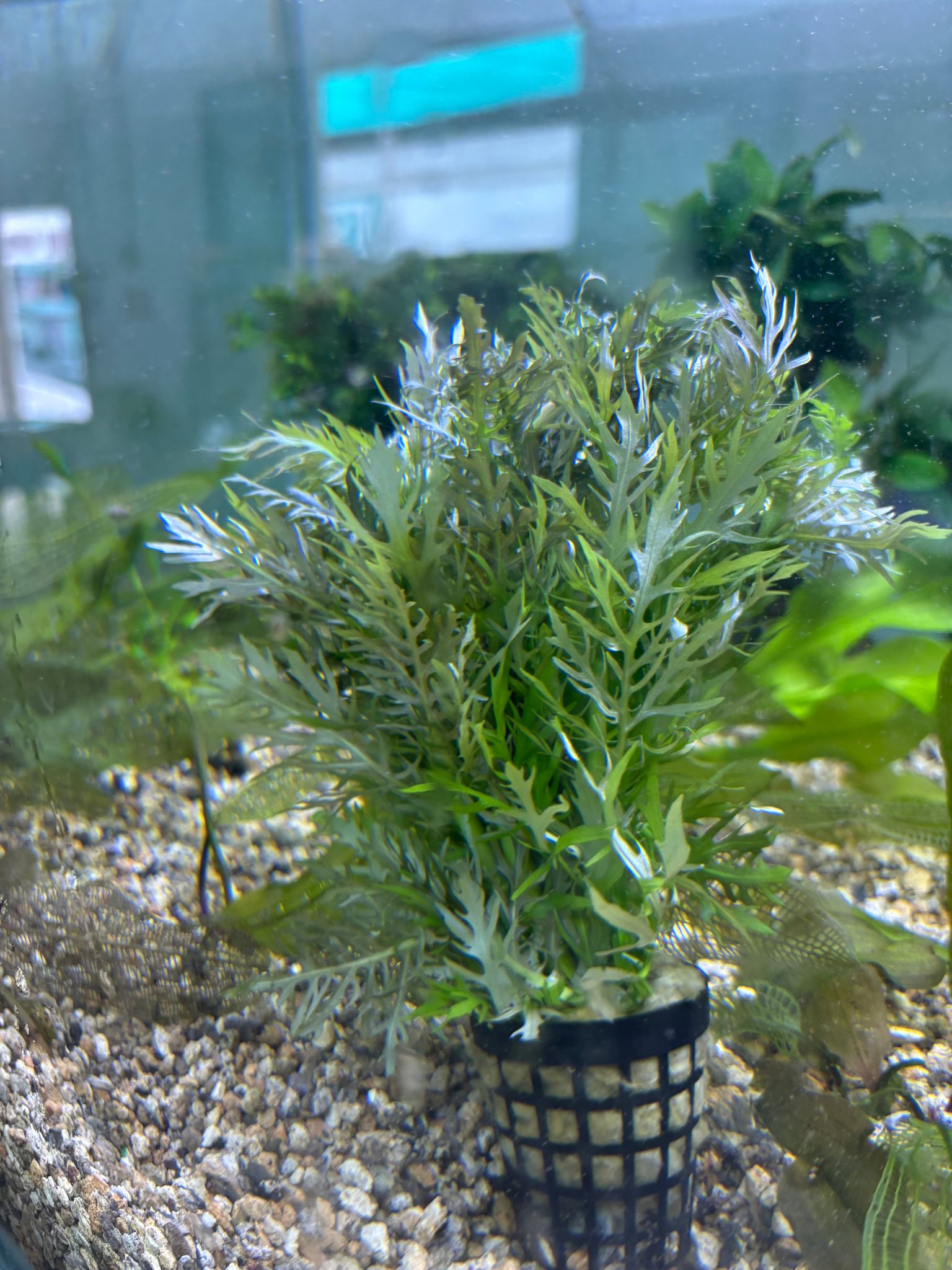 Hygrophila Difformis
