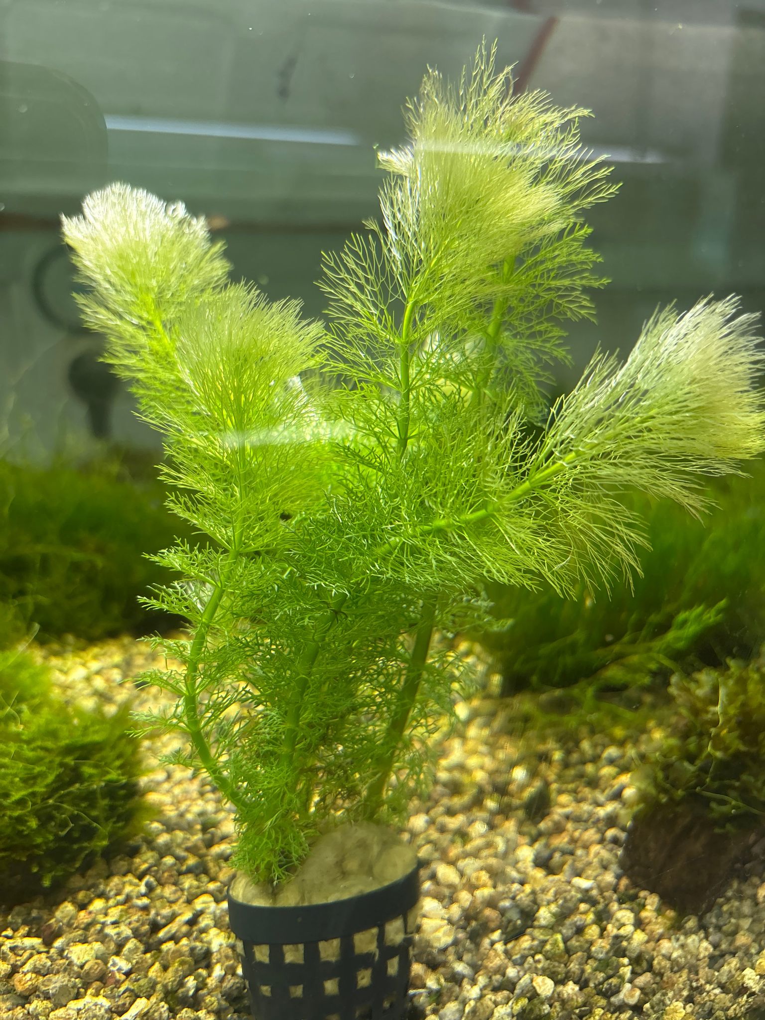 Limnophila Aquatica