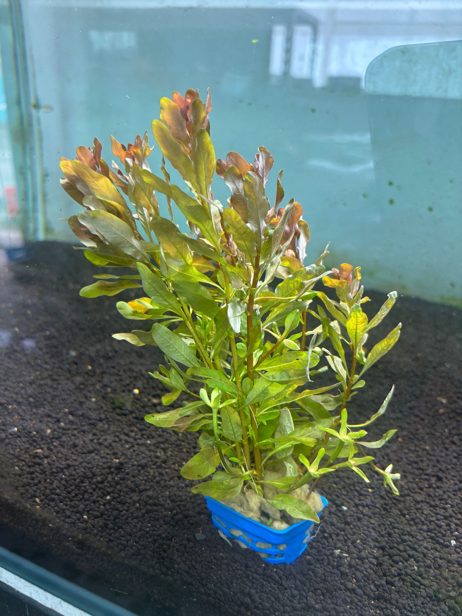 Ludwigia Inclinata