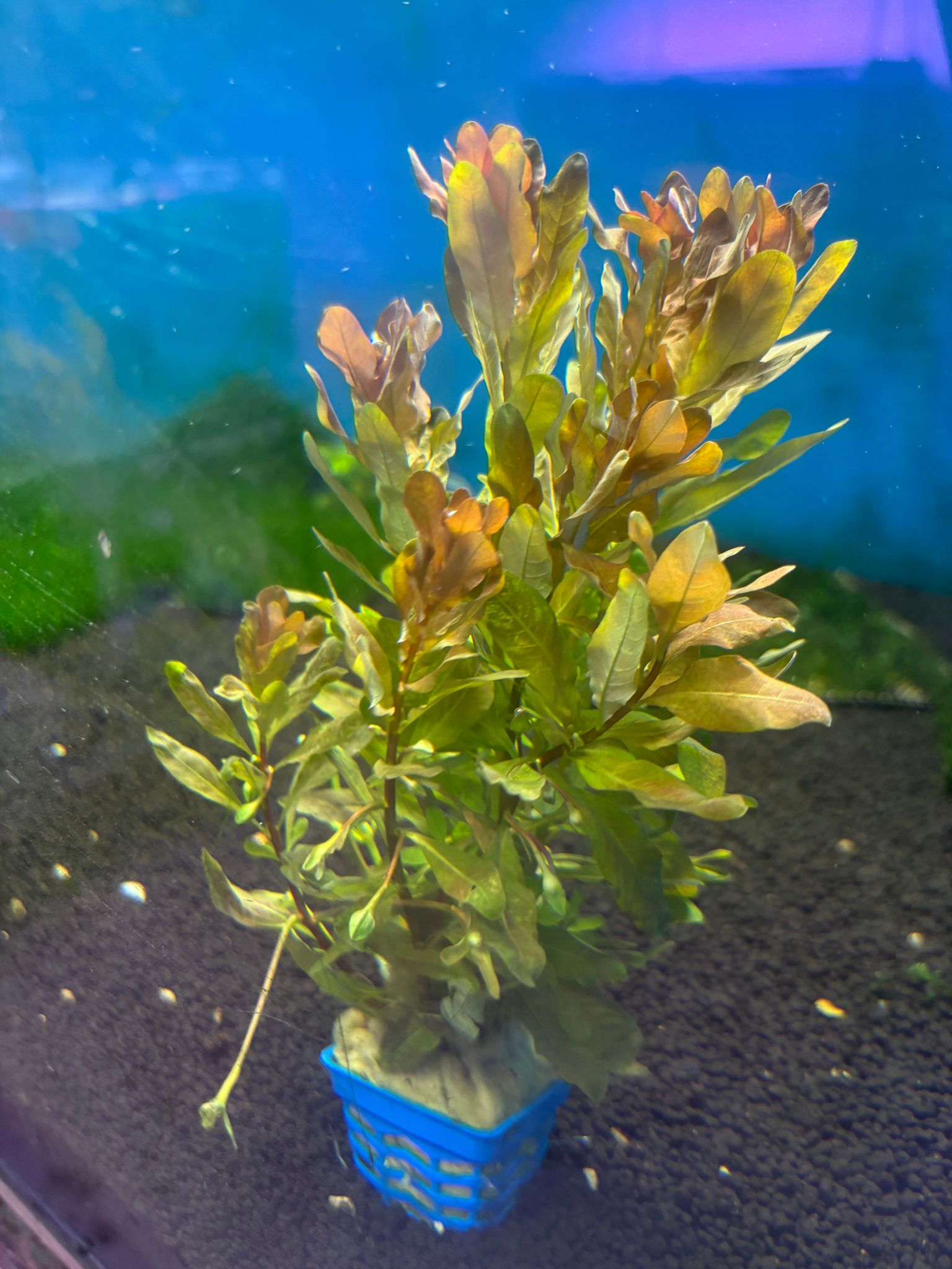 Ludwigia Inclinata