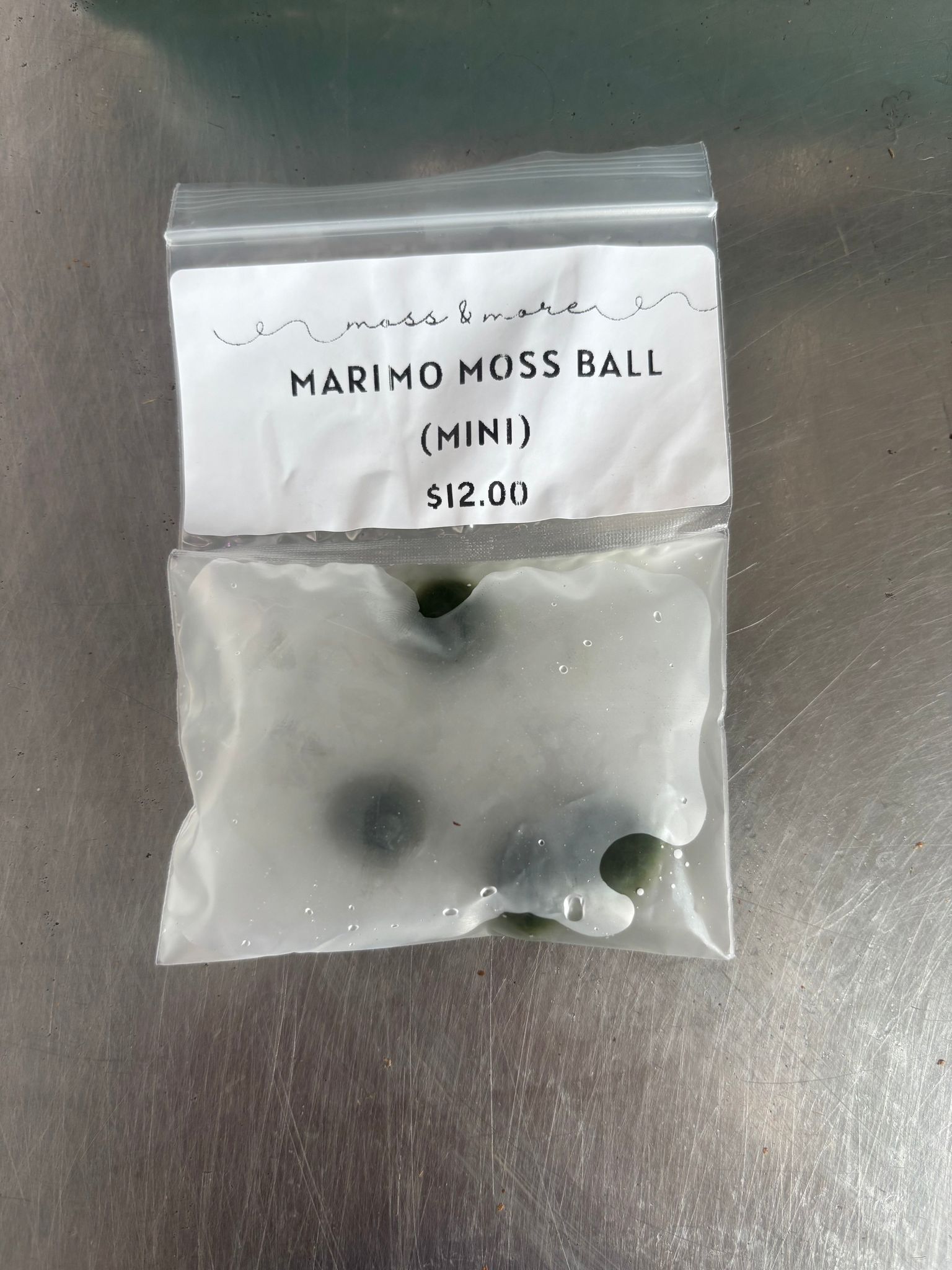 Marimo Moss Ball (small)