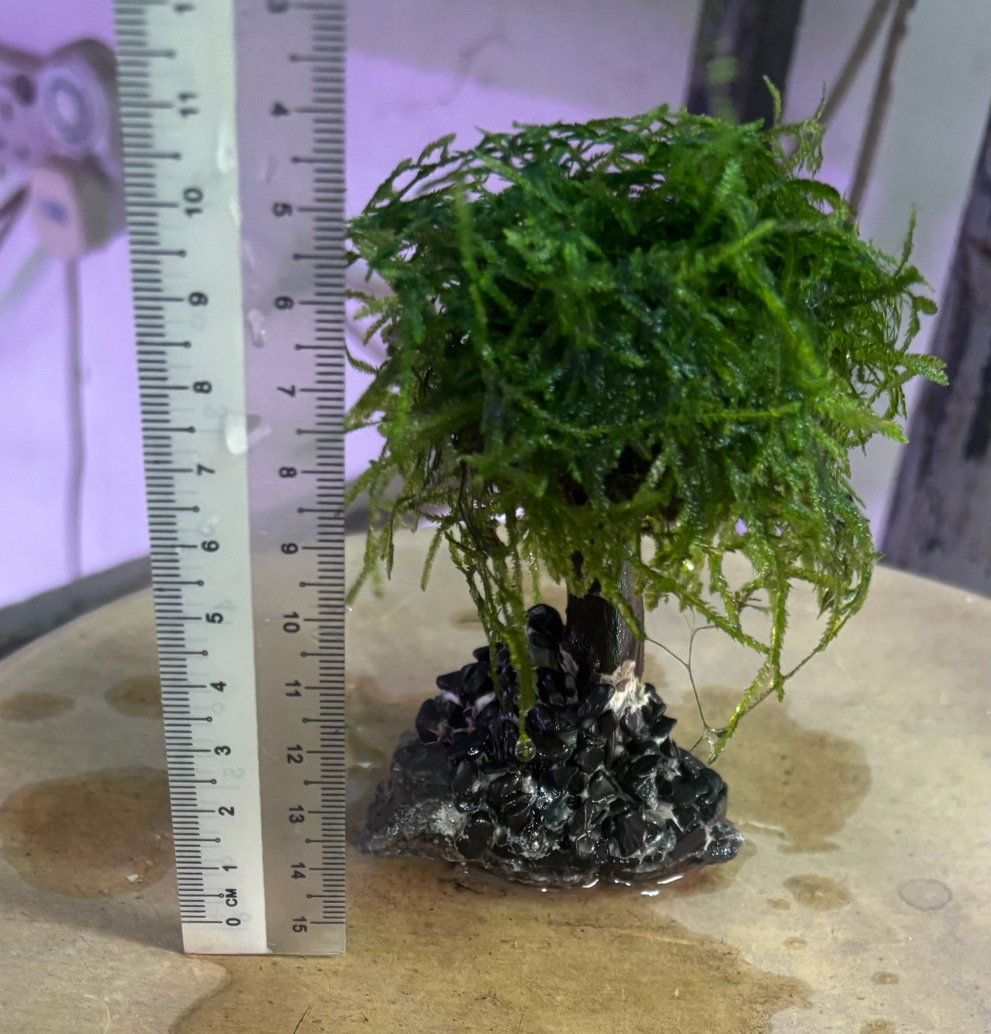 Mosses (1 branch)