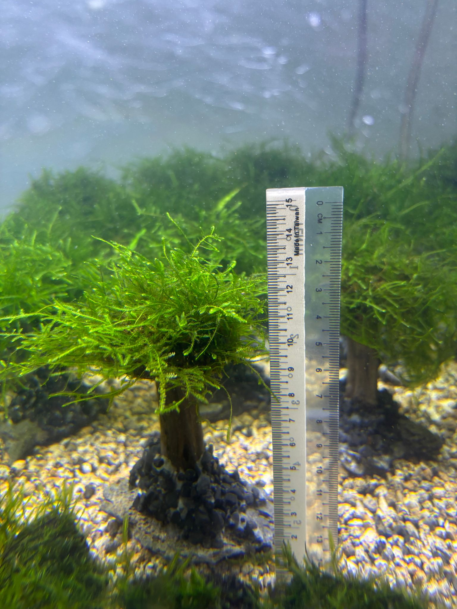 Mosses (1 branch)