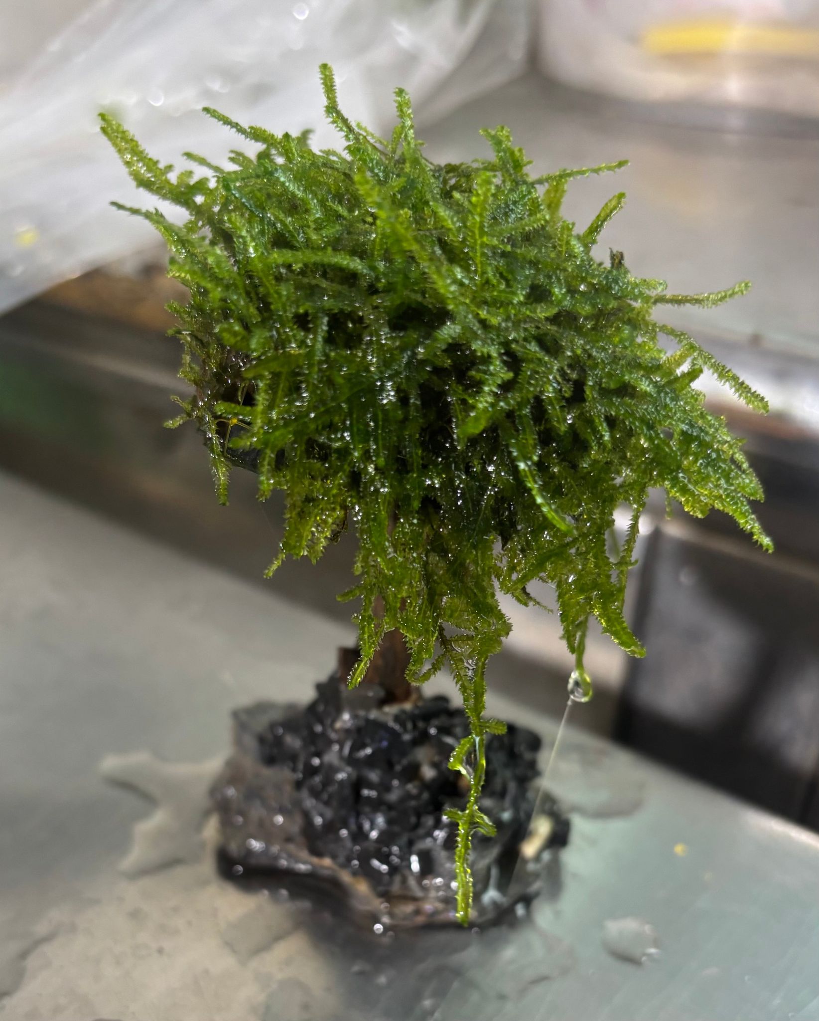 Mosses (1 branch)