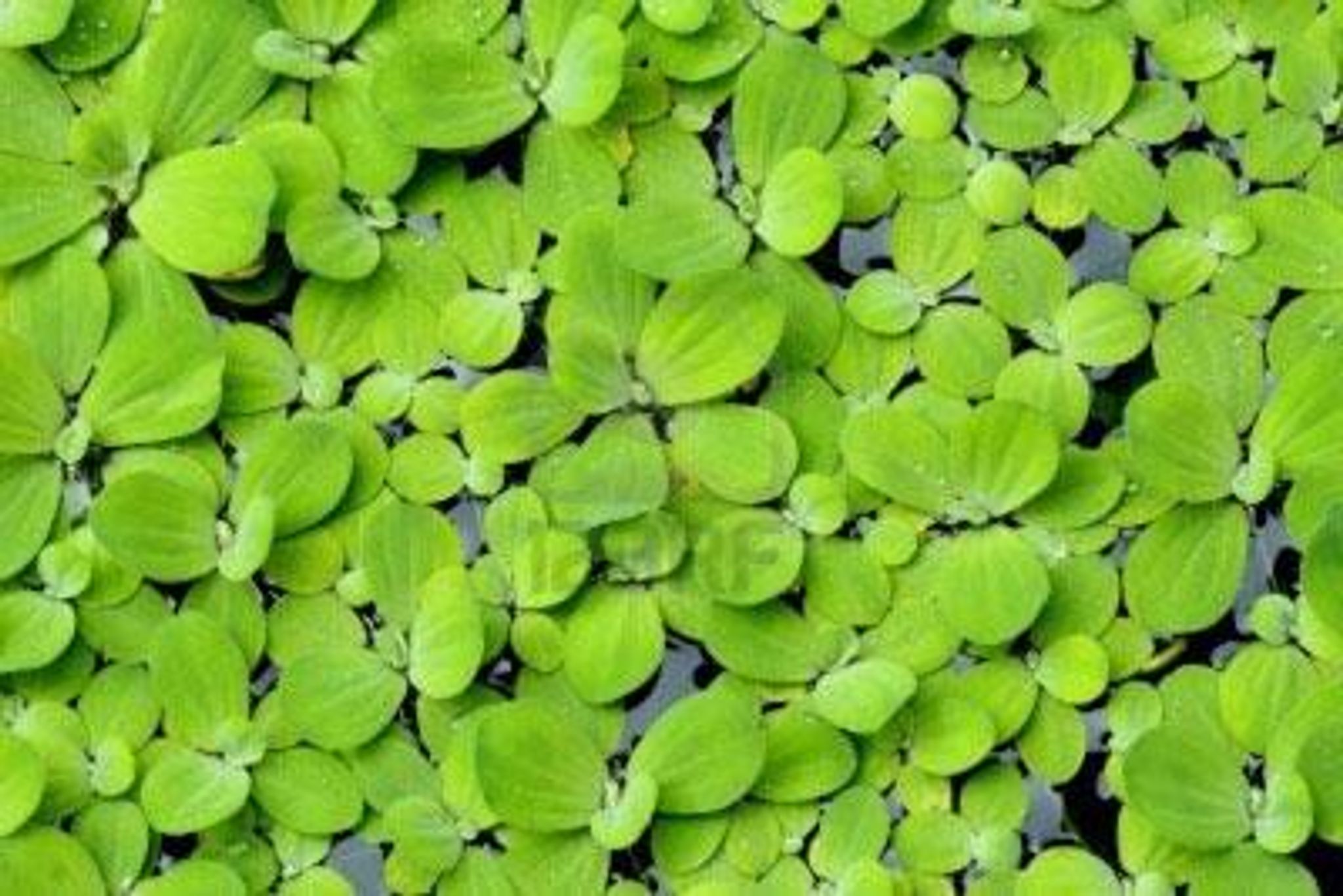 Pista stratiotes (Water Lettuce)