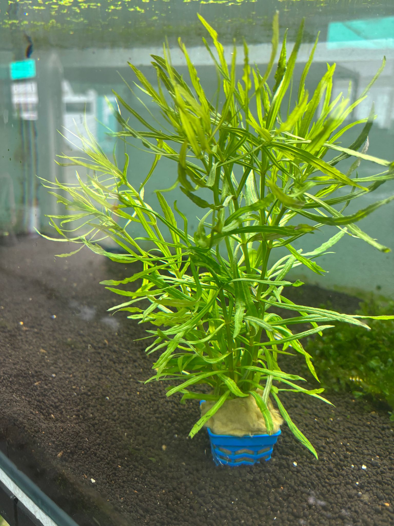 Pogostemon Stellatus ‘Octopus’