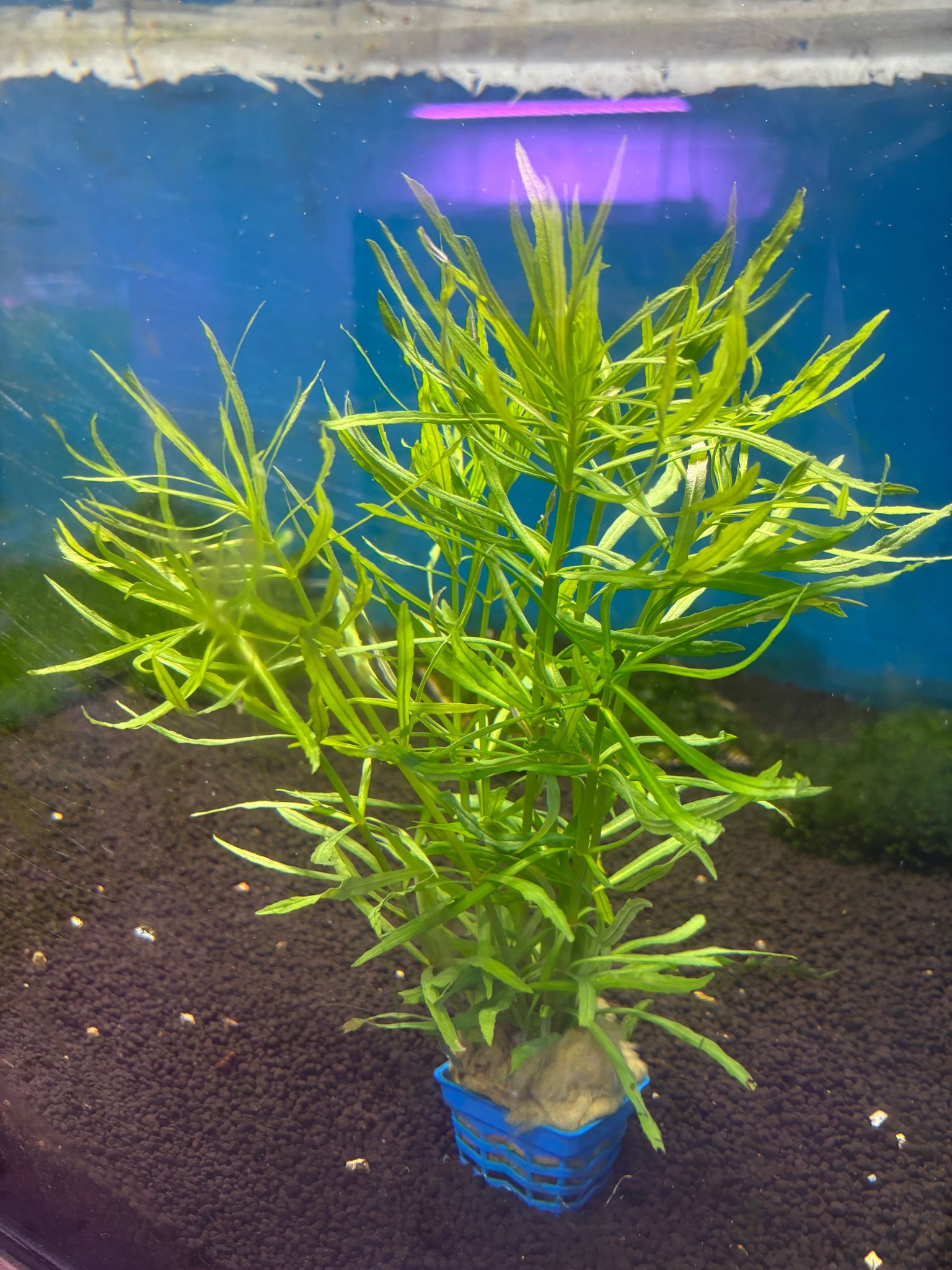 Pogostemon Stellatus ‘Octopus’