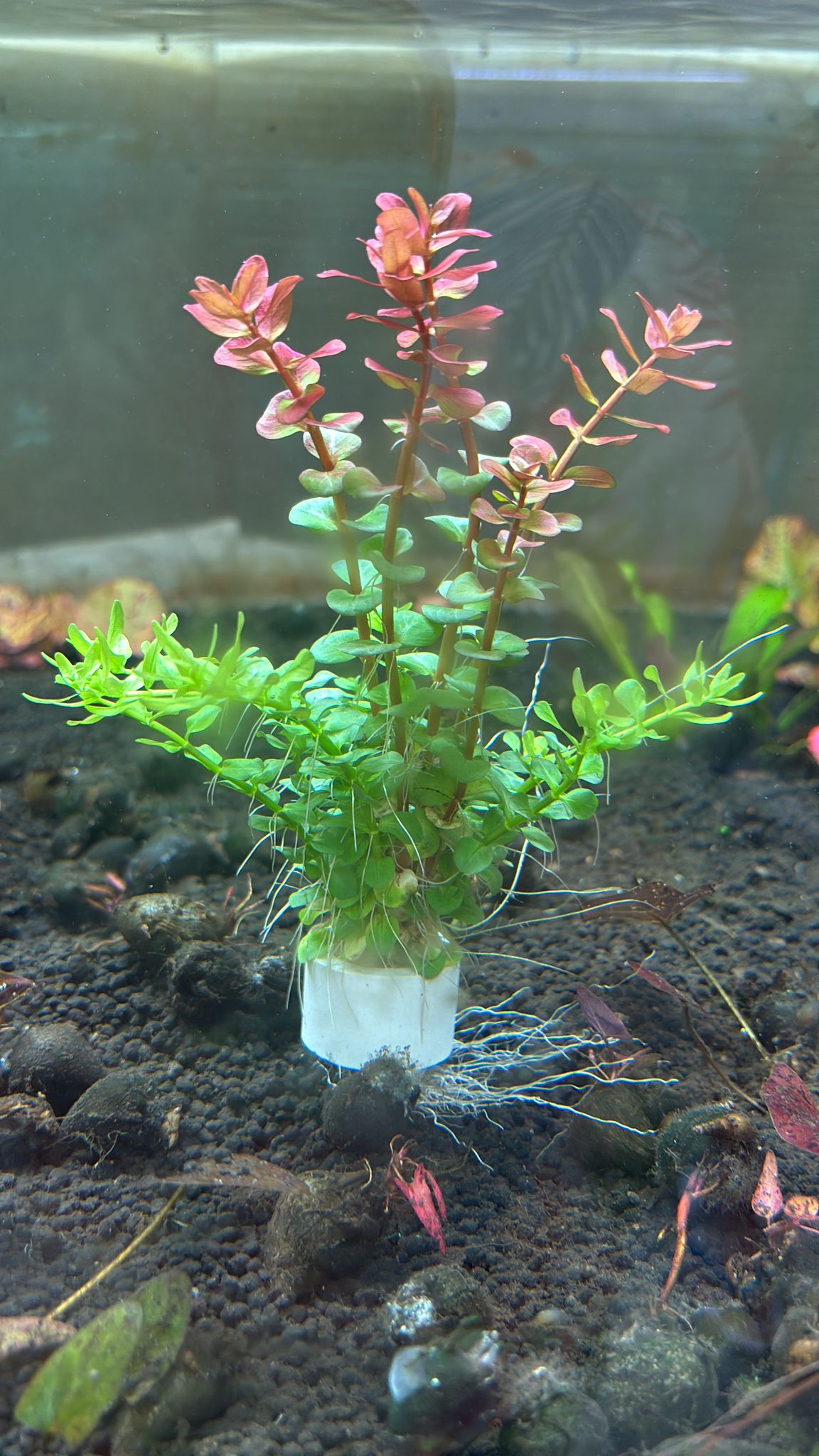 Rotala Red & Green (Mixed)