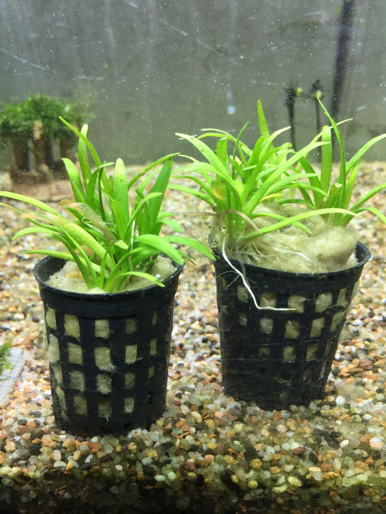 Sagittaria Sabulata