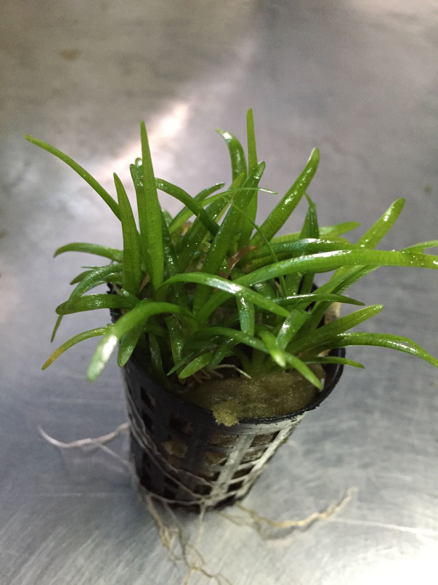 Sagittaria Sabulata