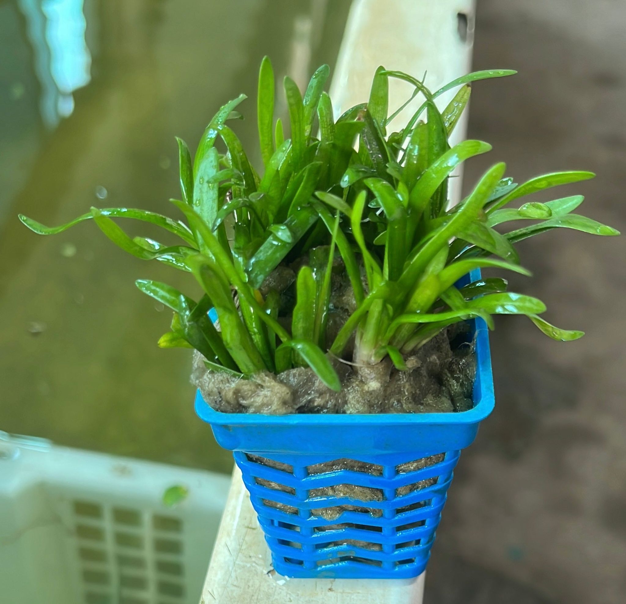 Sagittaria Sabulata