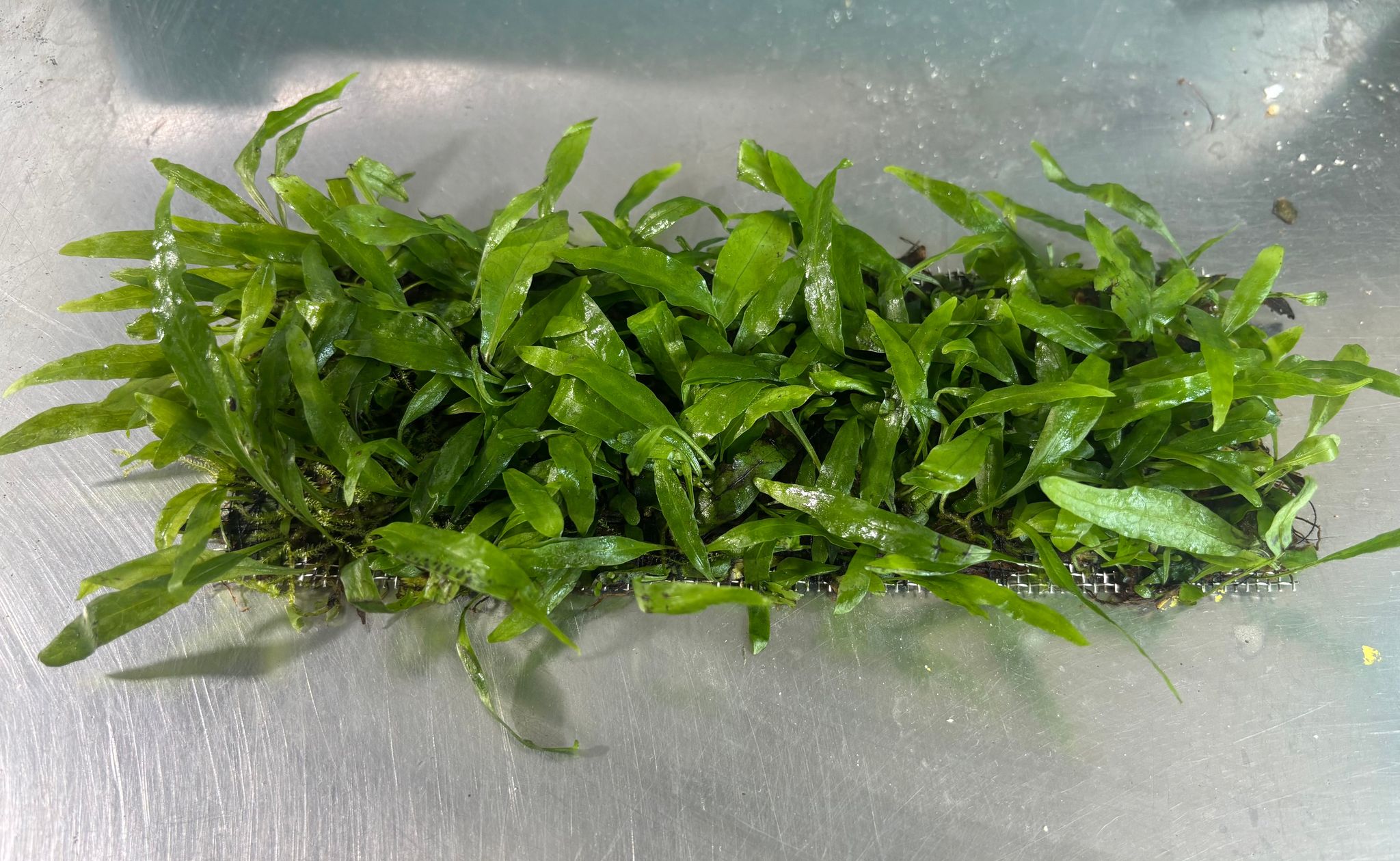 Taiwan Narrow Fern (Mesh)