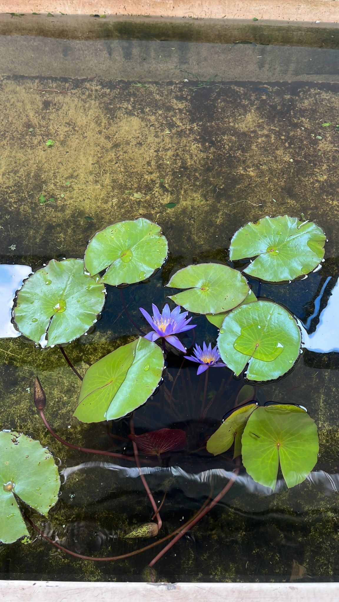 Nymphaea Water Lily