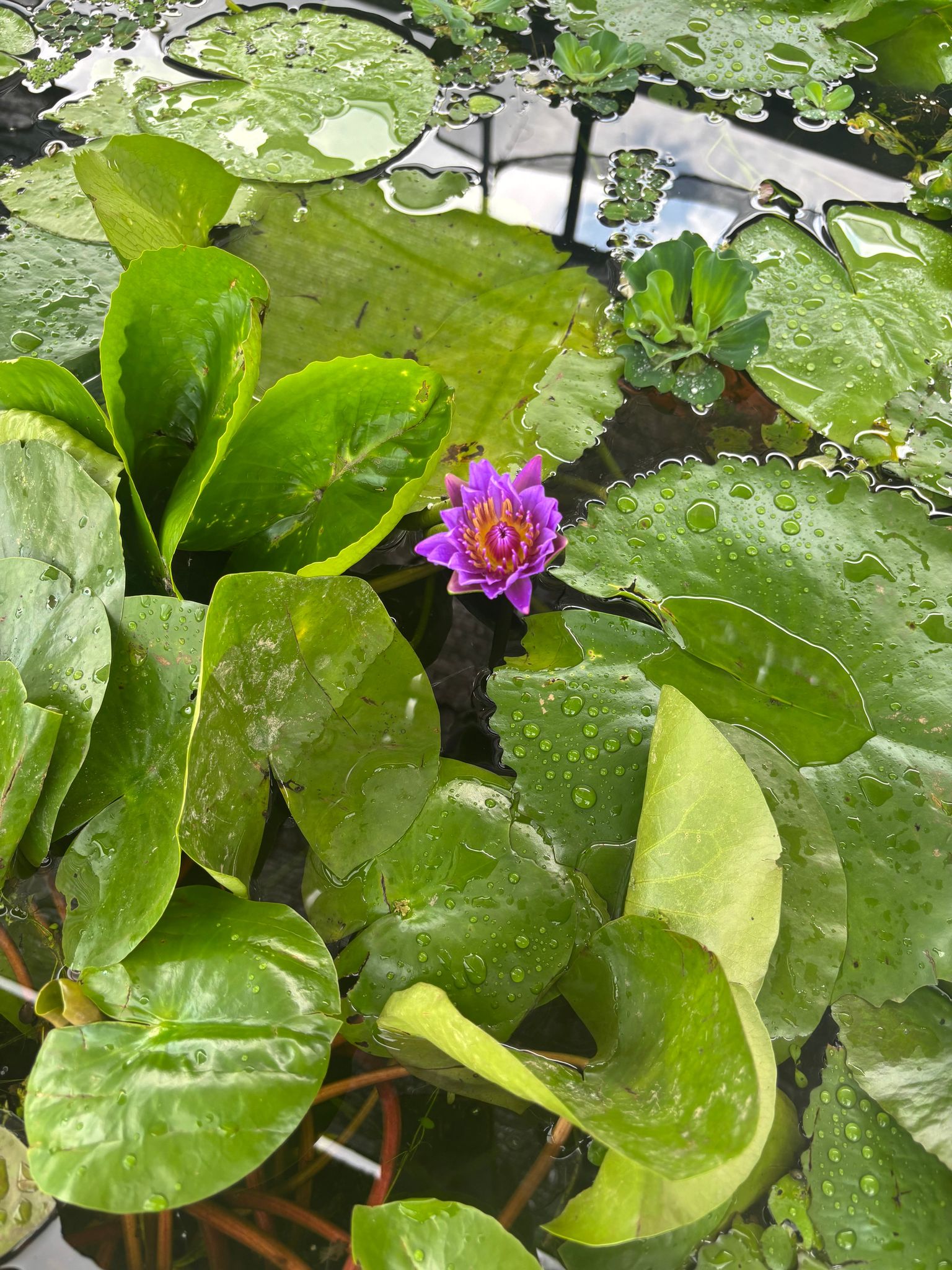 Nymphaea Water Lily