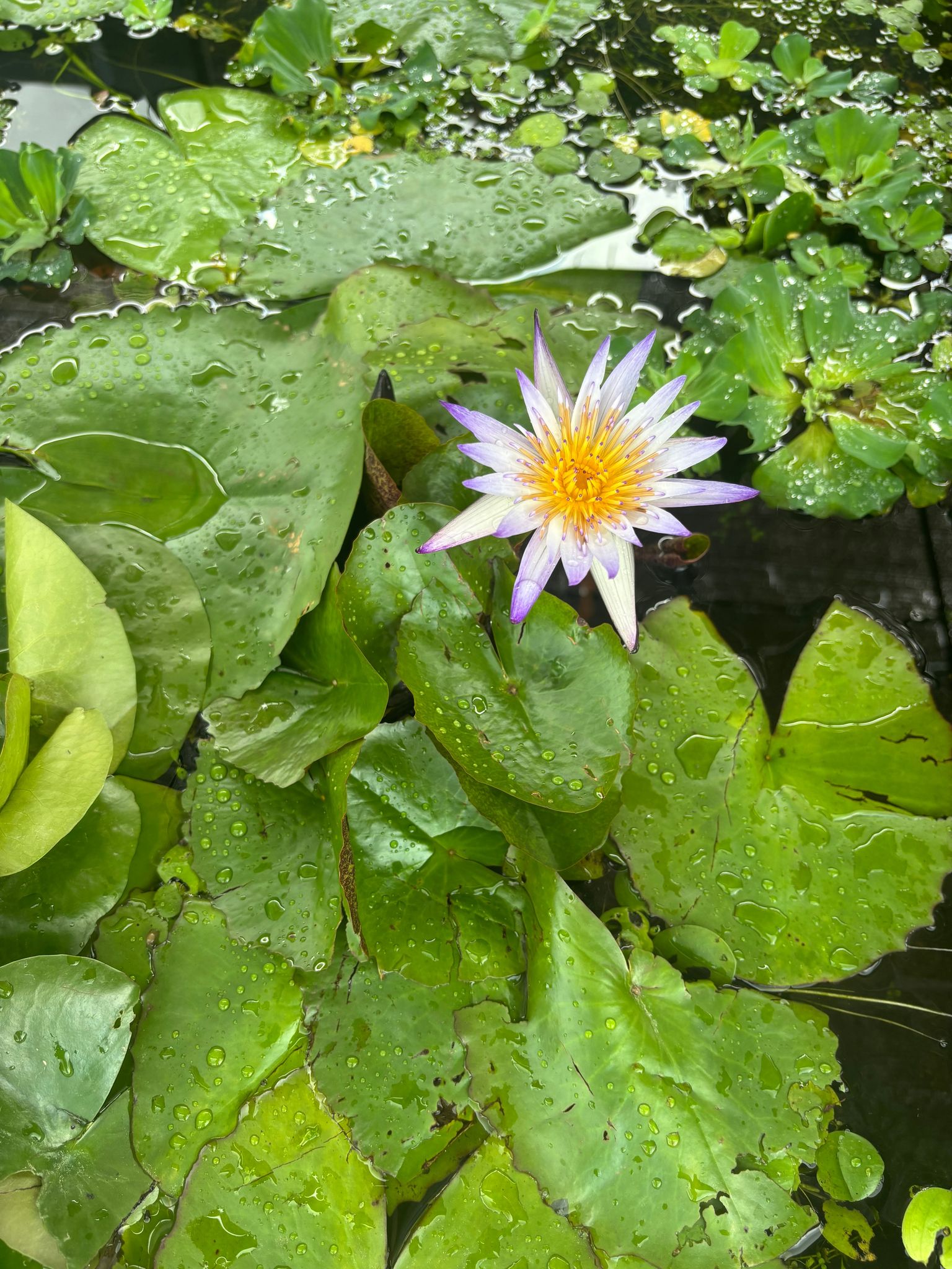 Nymphaea Water Lily
