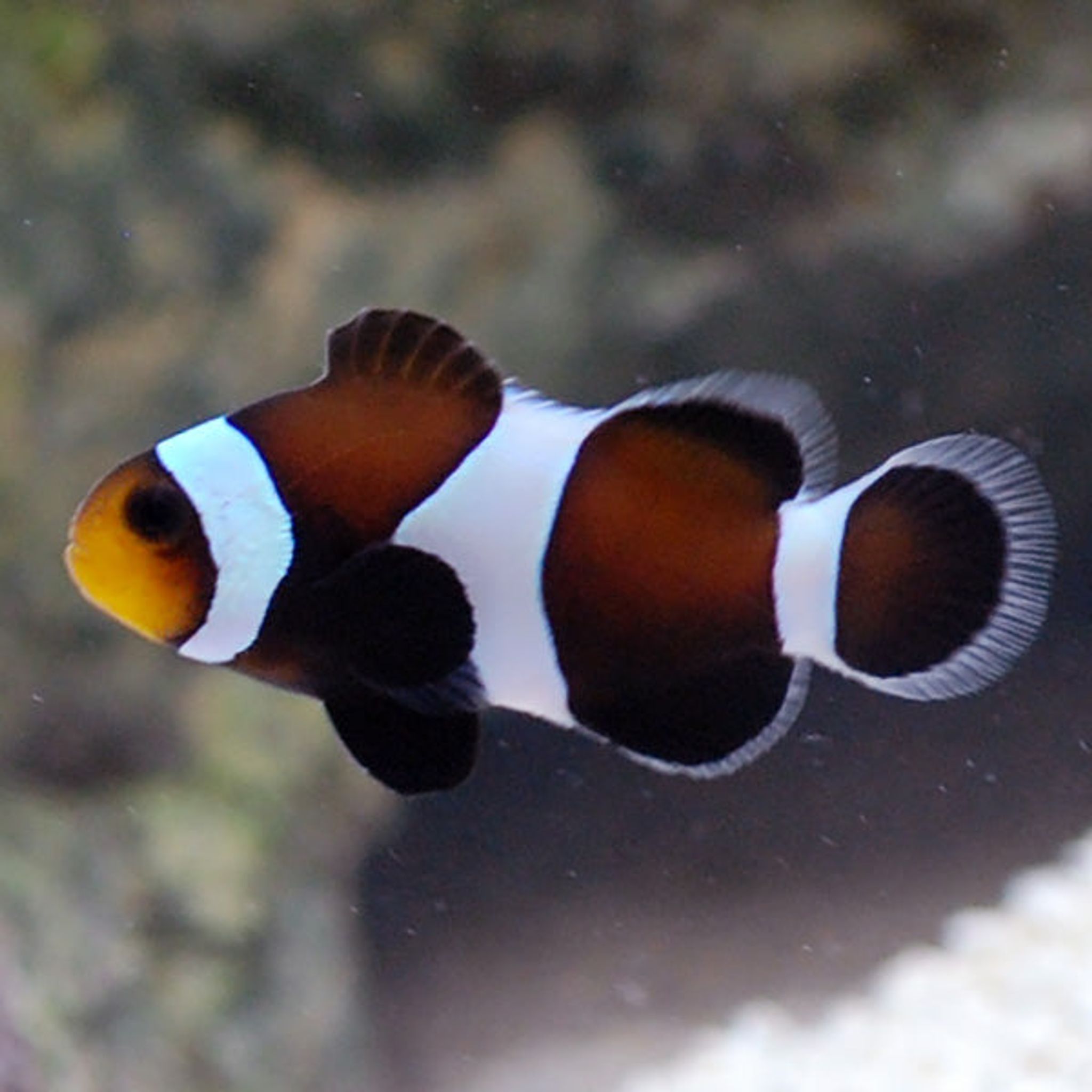 Captive-Bred Black & White Ocellaris Clownfish