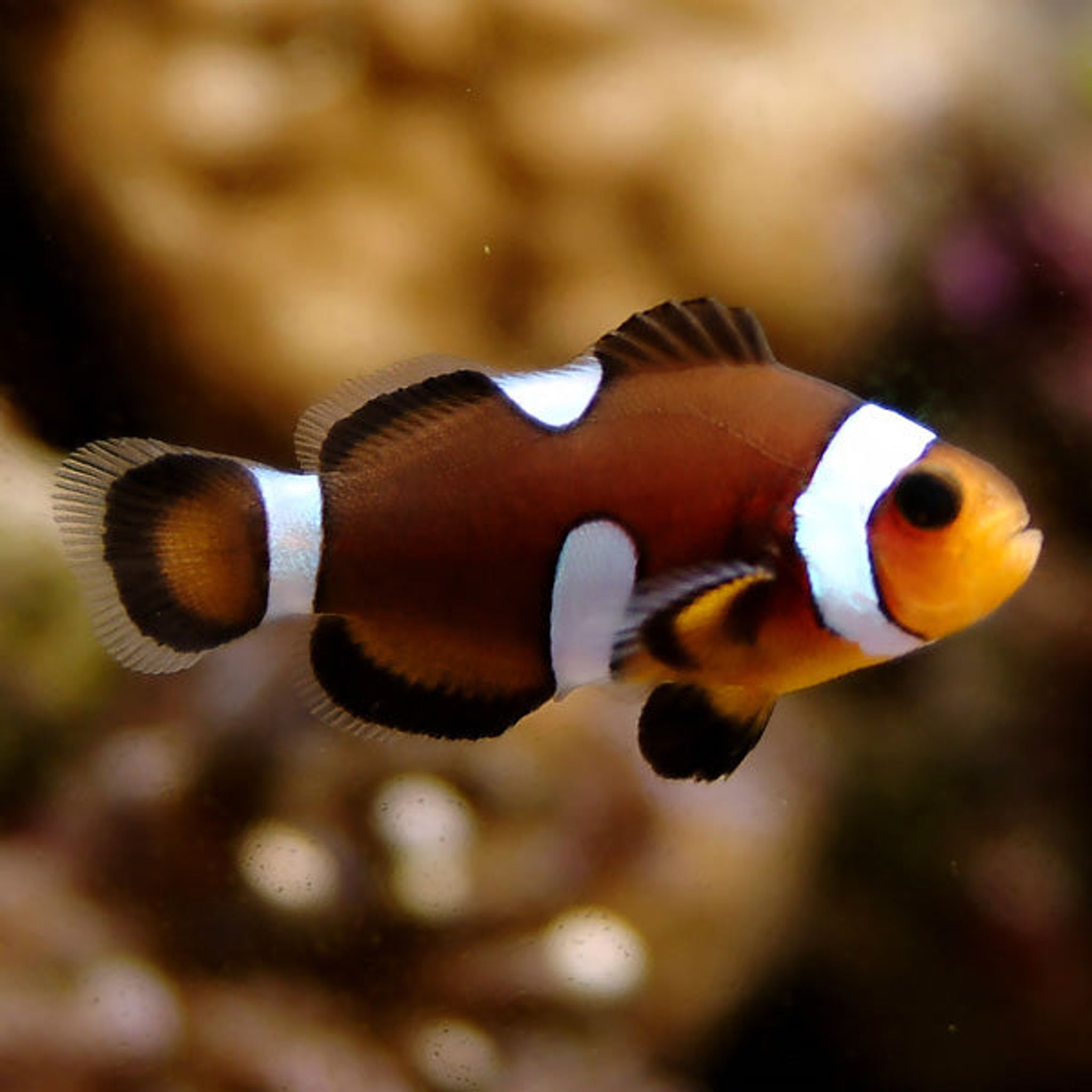Captive-Bred Black & White Ocellaris Clownfish