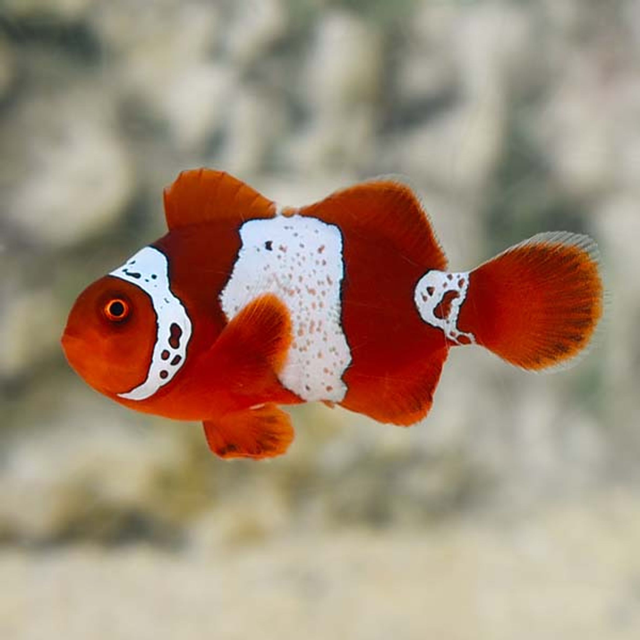 Captive-Bred Lightning Maroon Clownfish