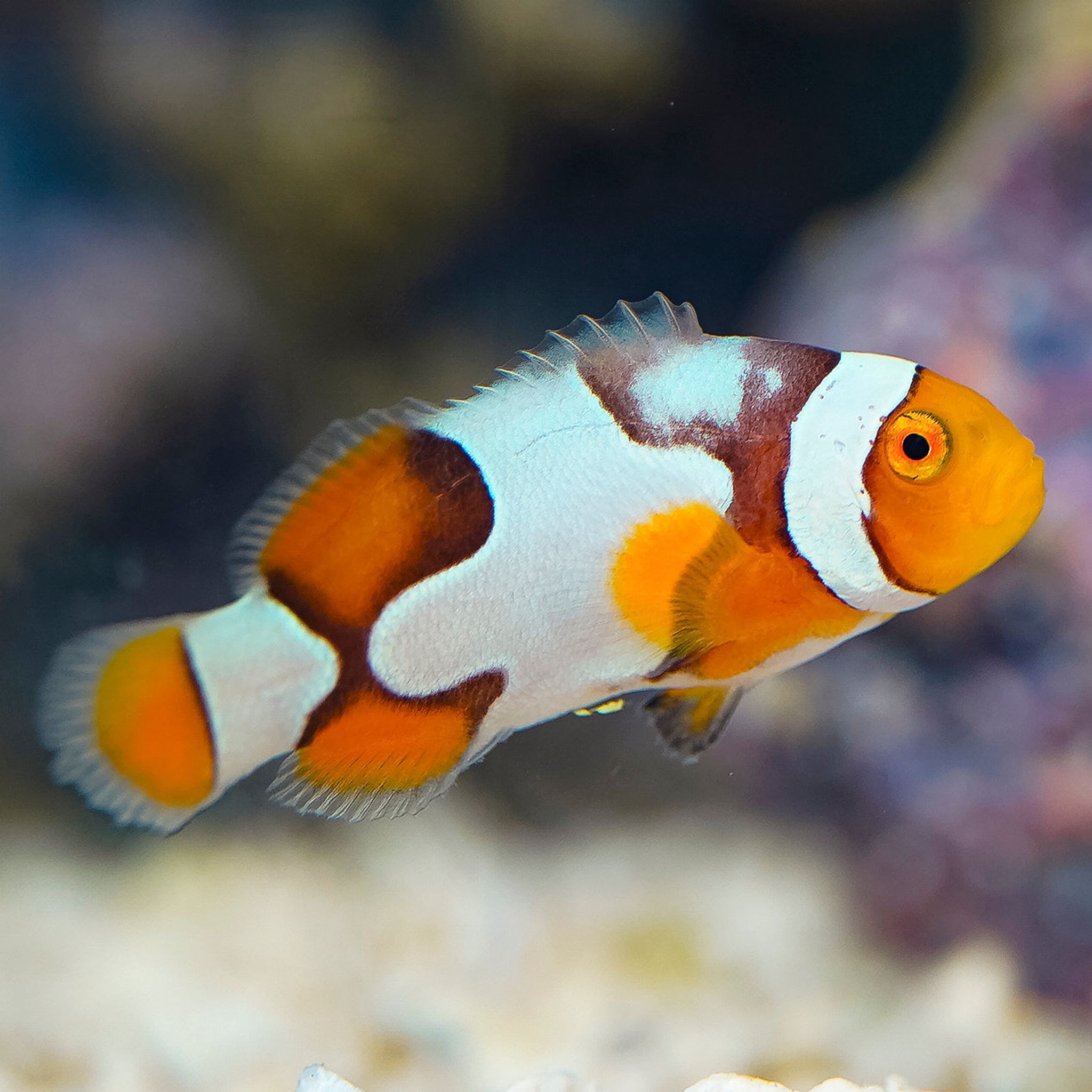 Captive-Bred Nebula Picasso Clownfish 1.5" WYSIWYG