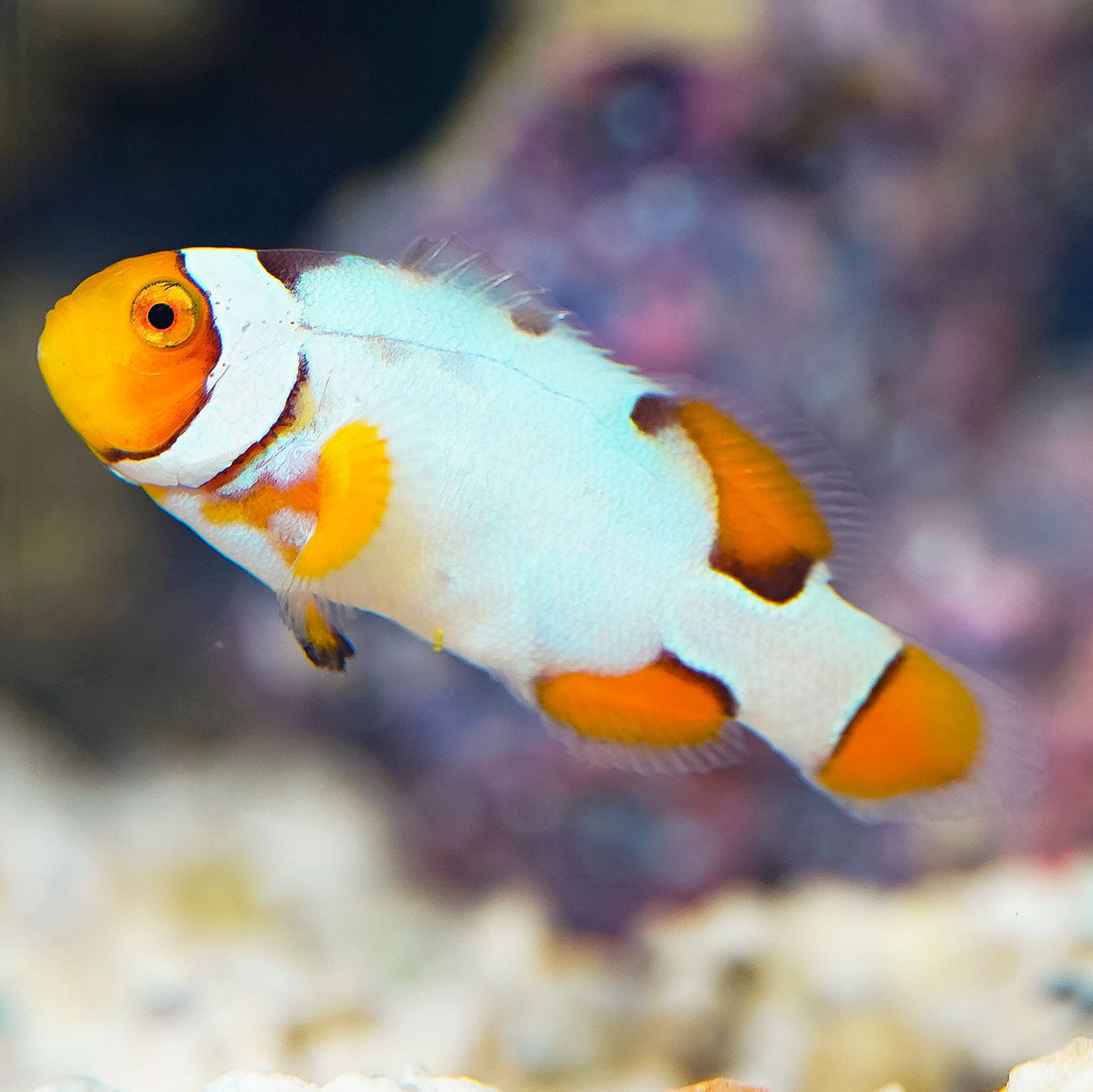 Captive-Bred Nebula Picasso Clownfish 1.5" WYSIWYG