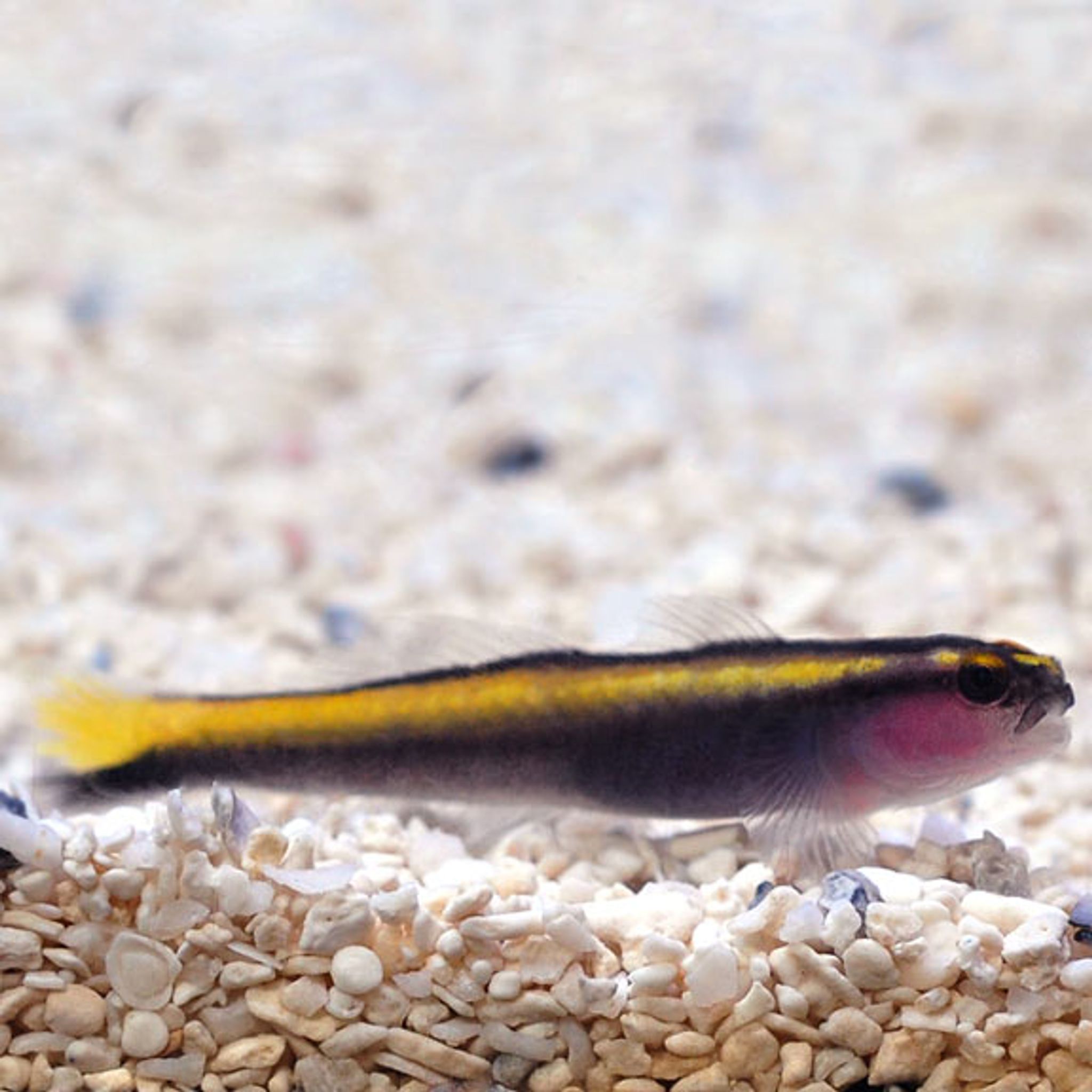 Captive-Bred Yellowline Goby